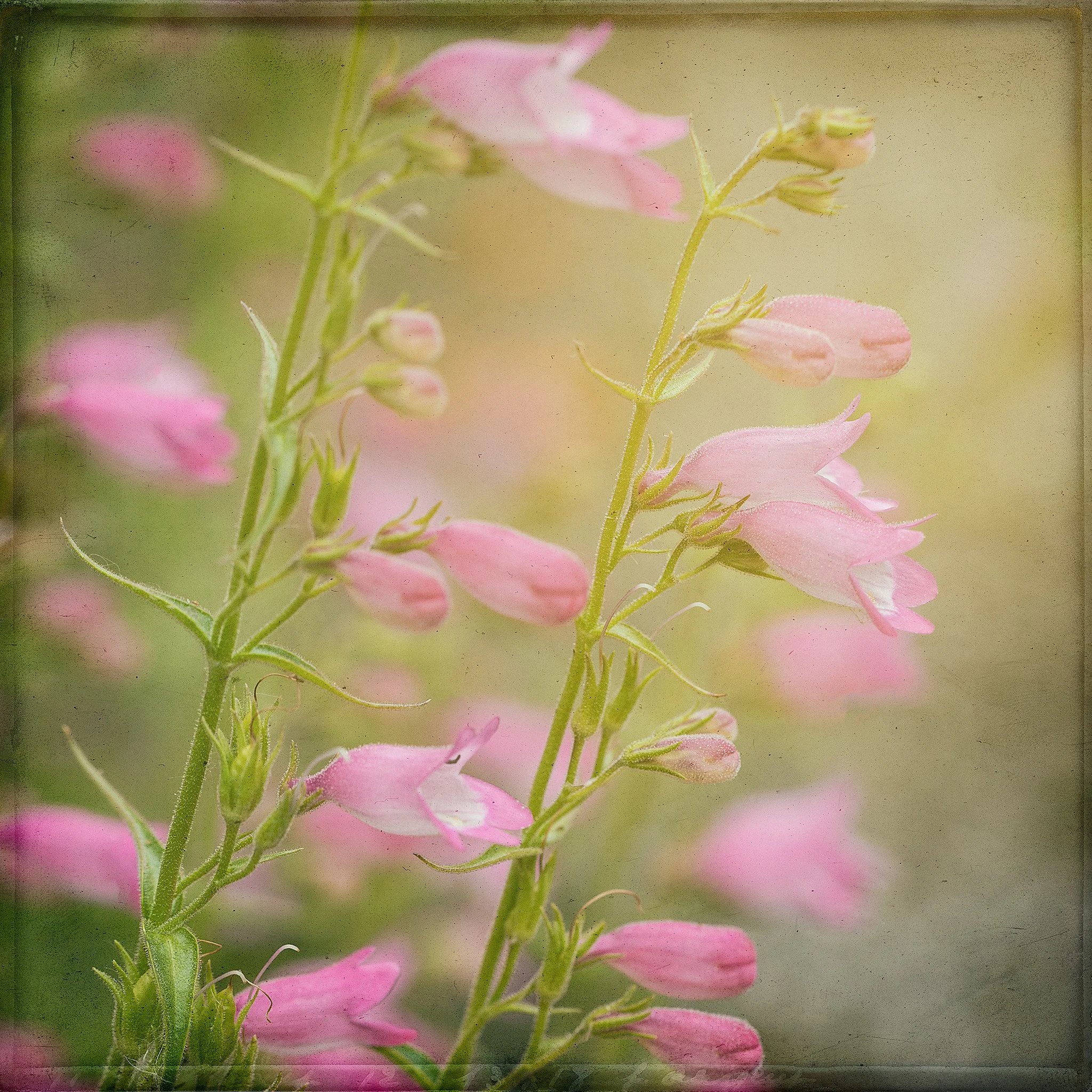 Pastel Pink