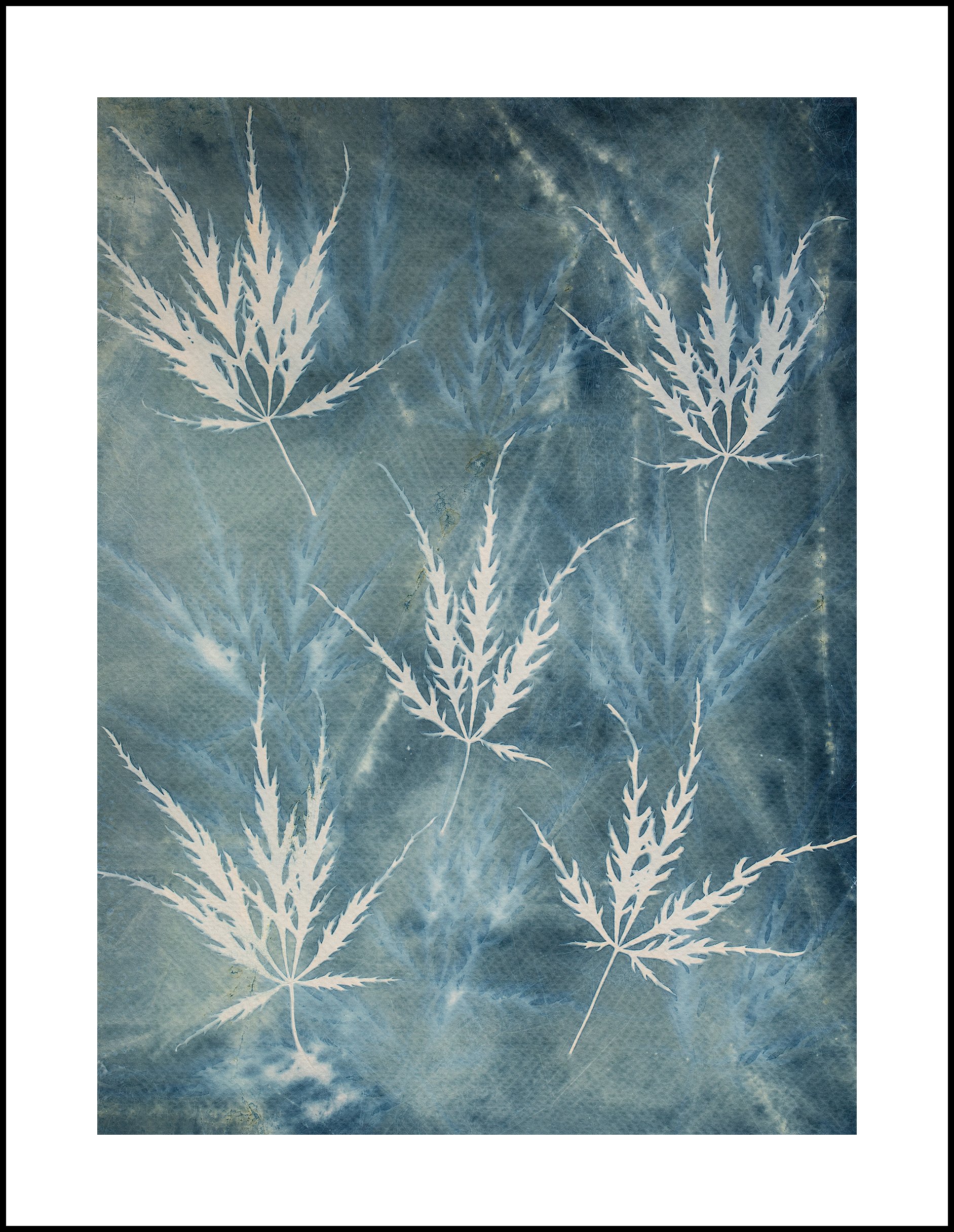 Japanese Threadleaf Maple Double Exposure.jpg