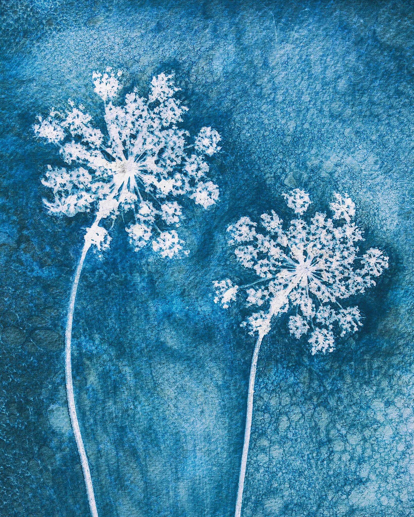 Queen Anne's Lace