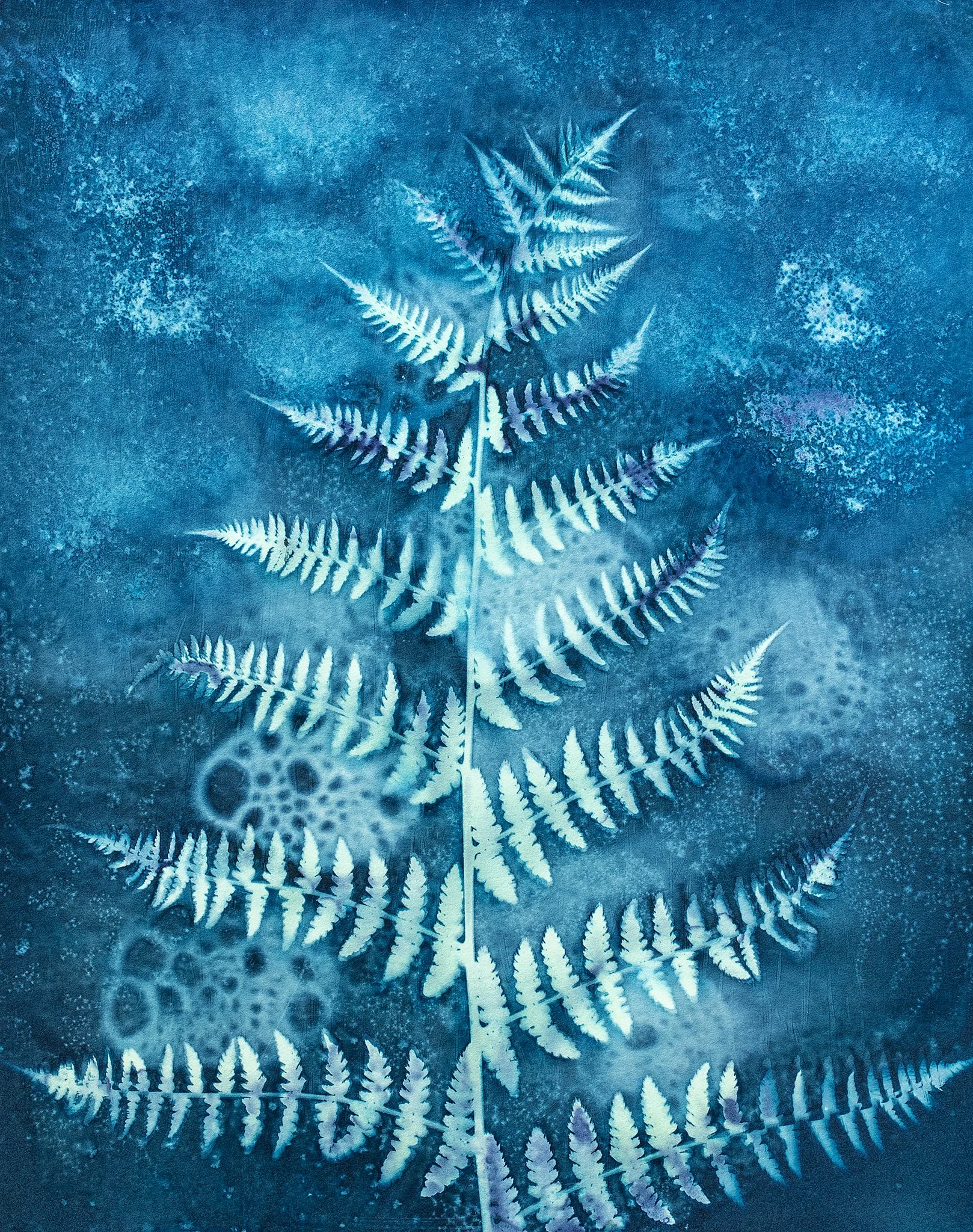 Single Fern