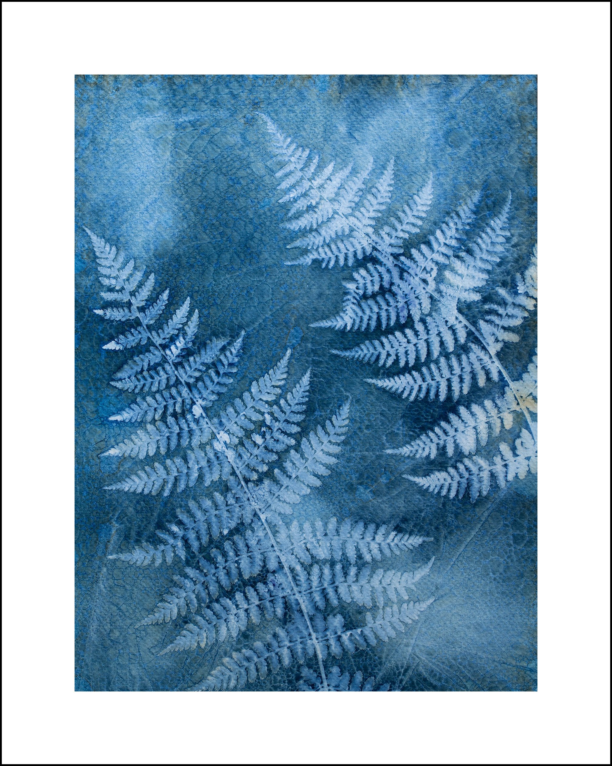 CT Fern Gift 1 Sell.jpg