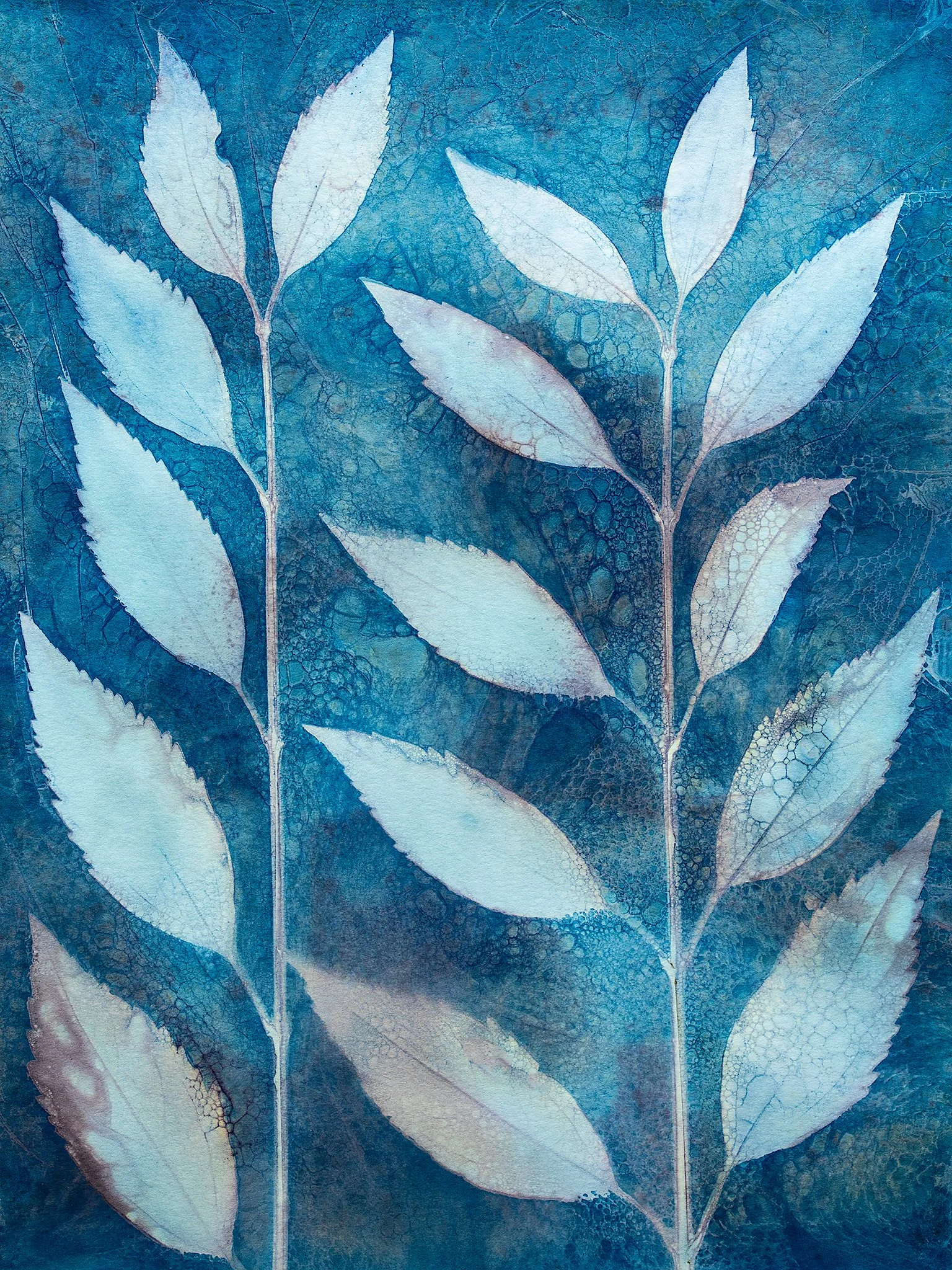Willow 1