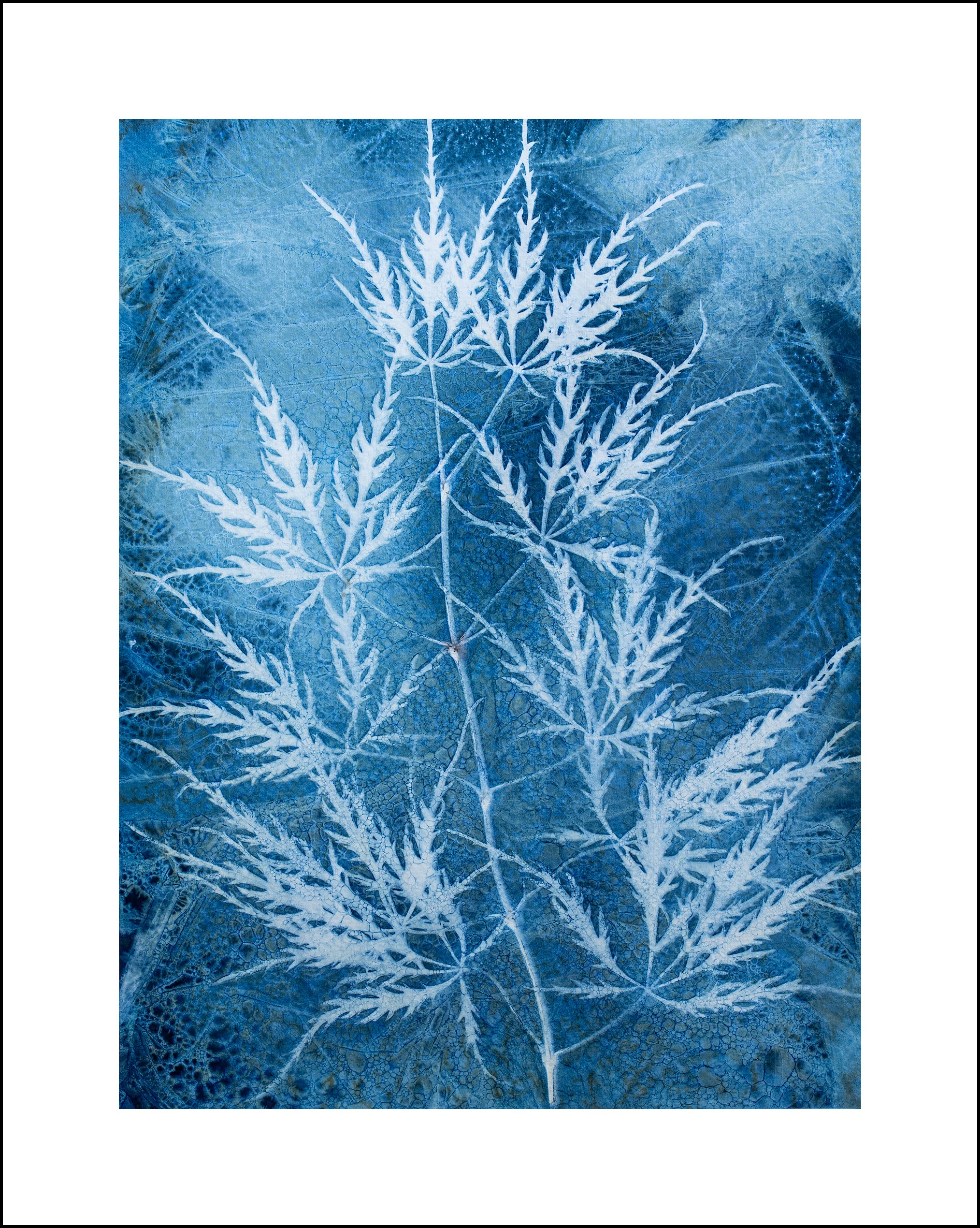 CT Threadleaf Maple 1 Sell.jpg