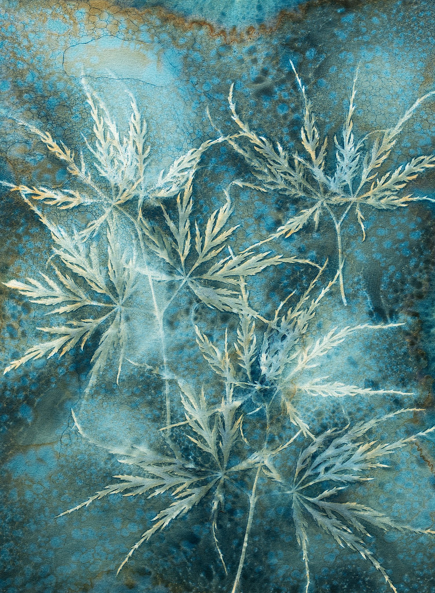 Threadleaf Maple 2