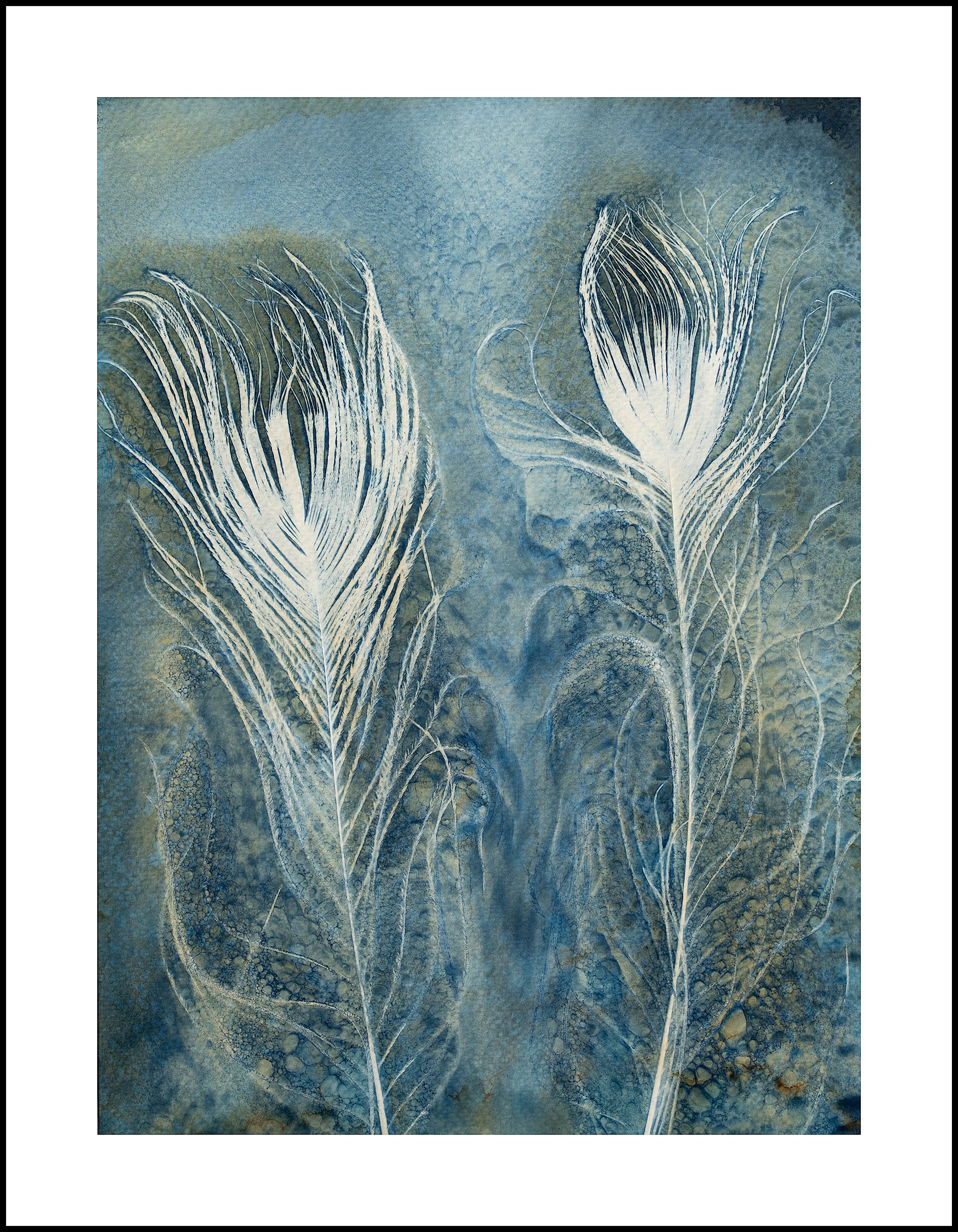 Feather Series 2.jpg