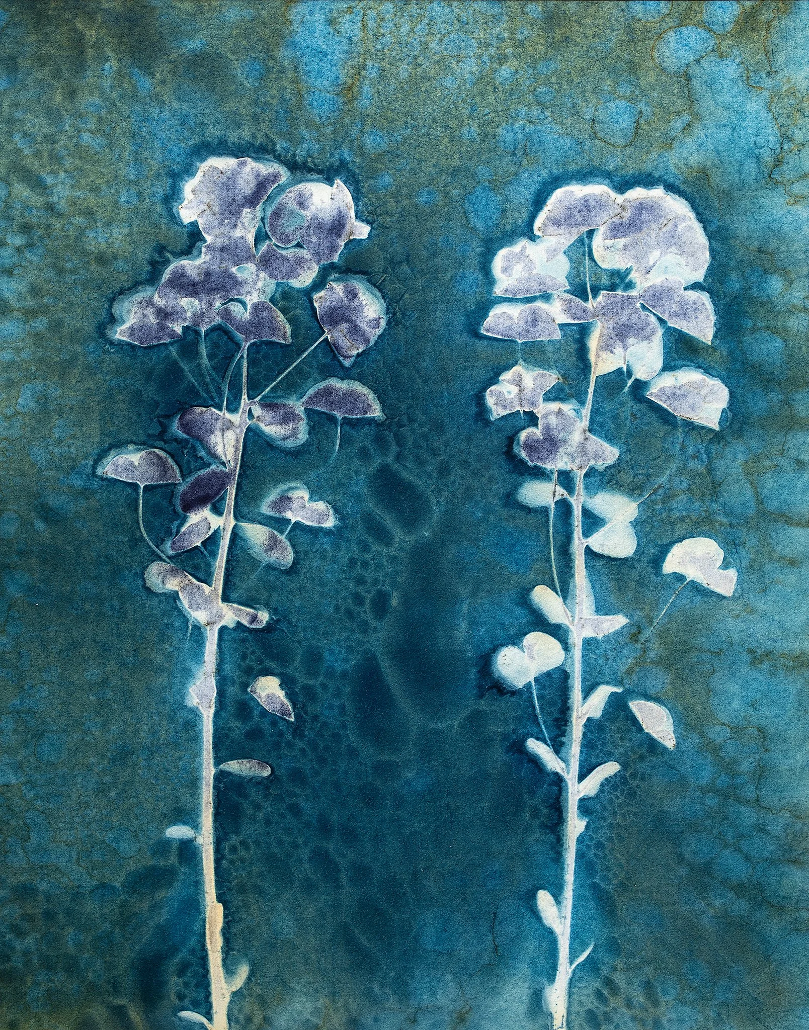 Wood Spurge 2