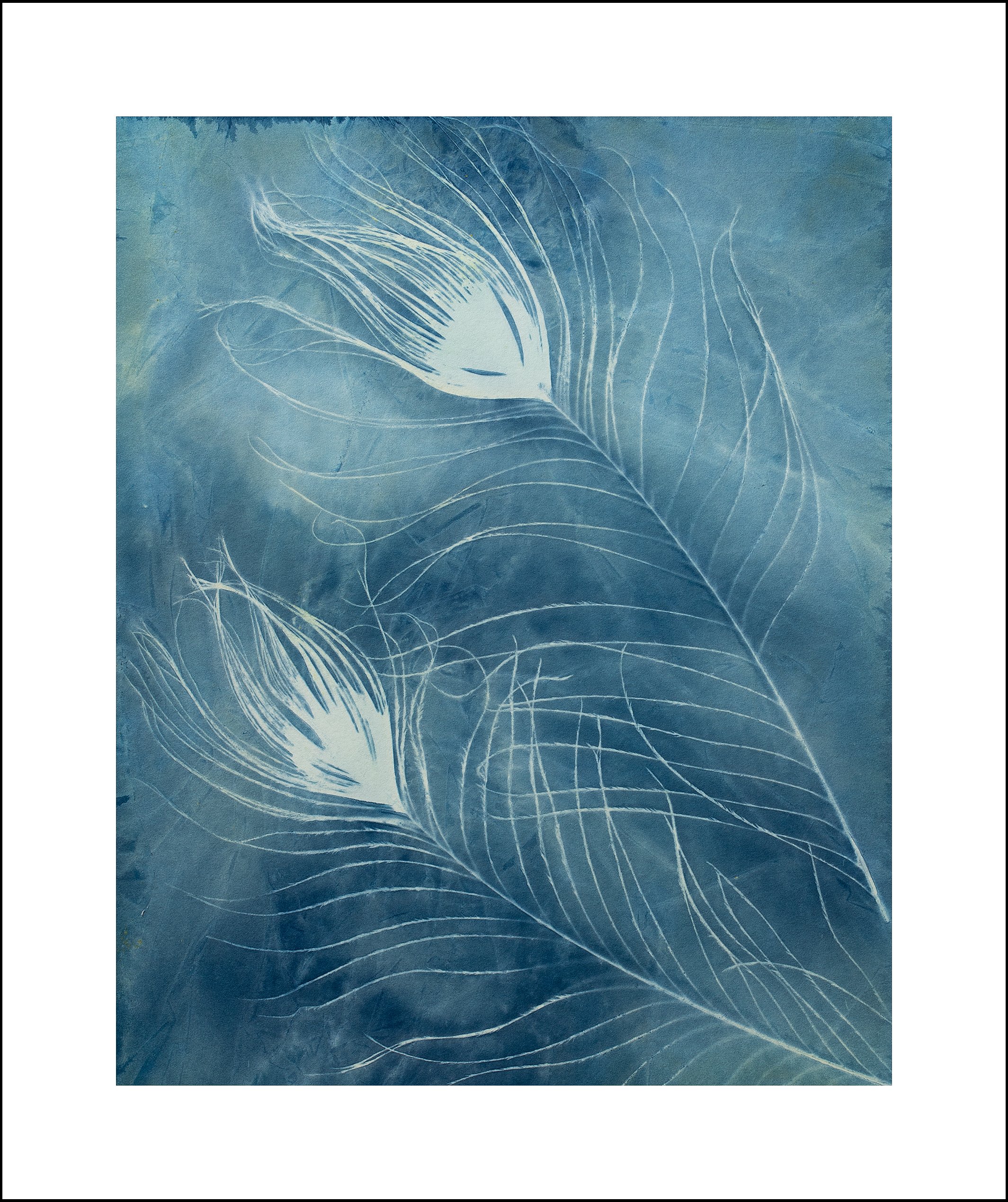 CT Feather Series 1 Sell.jpg