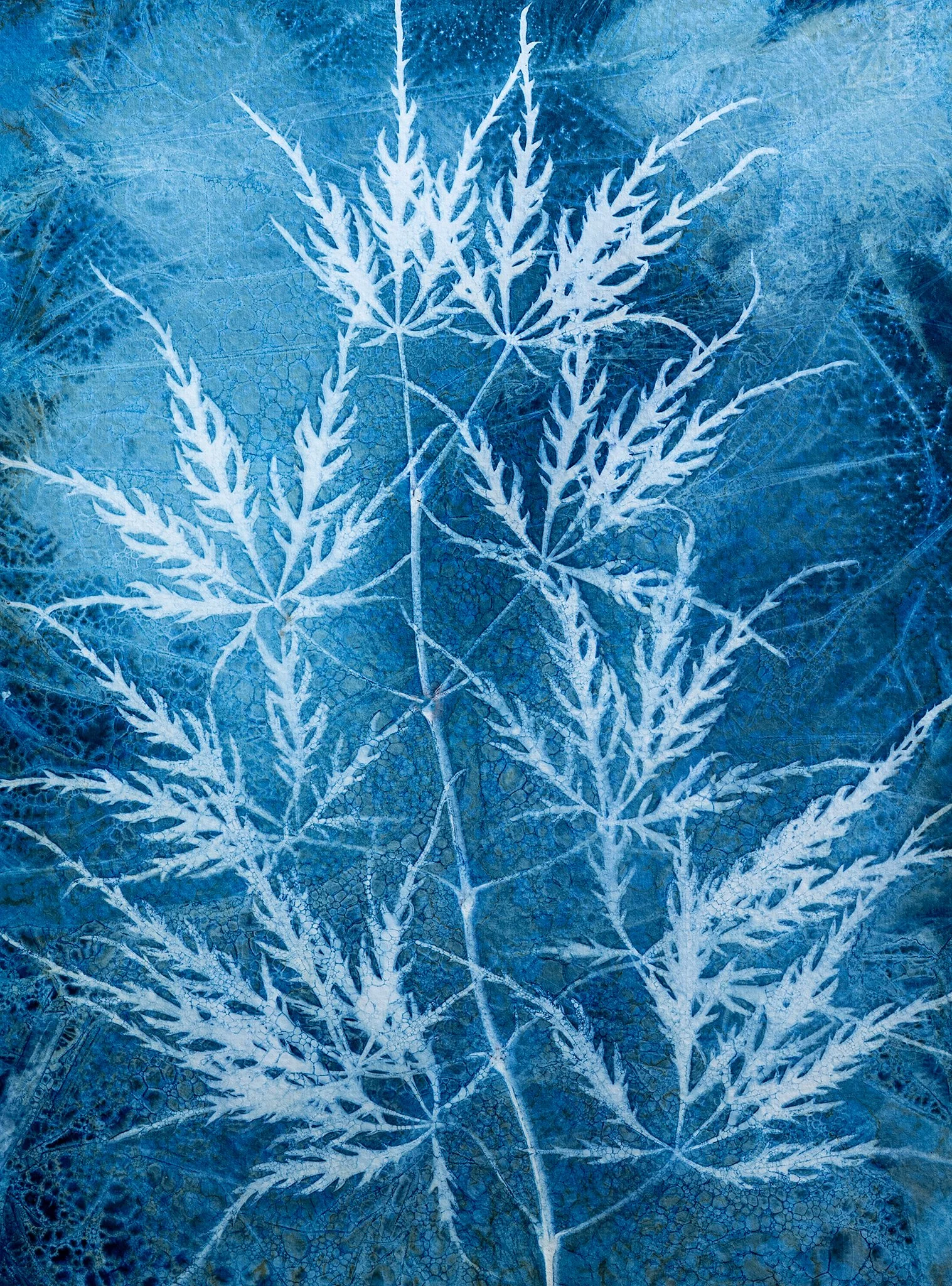 Japanese Threadleaf Maple 1