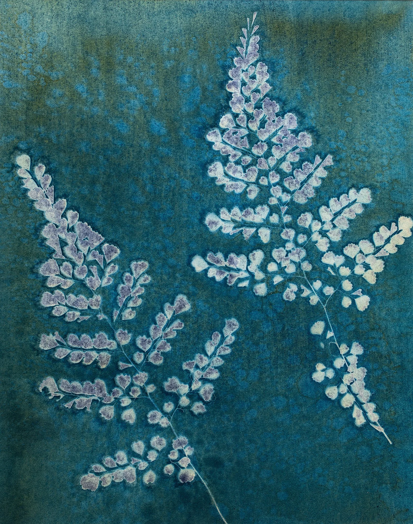 Maidenhair Ferns 2