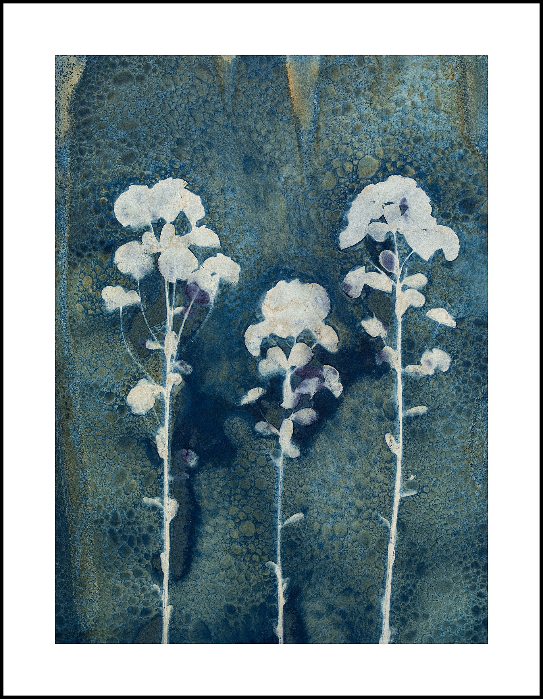 Wood Spurge 2.jpg