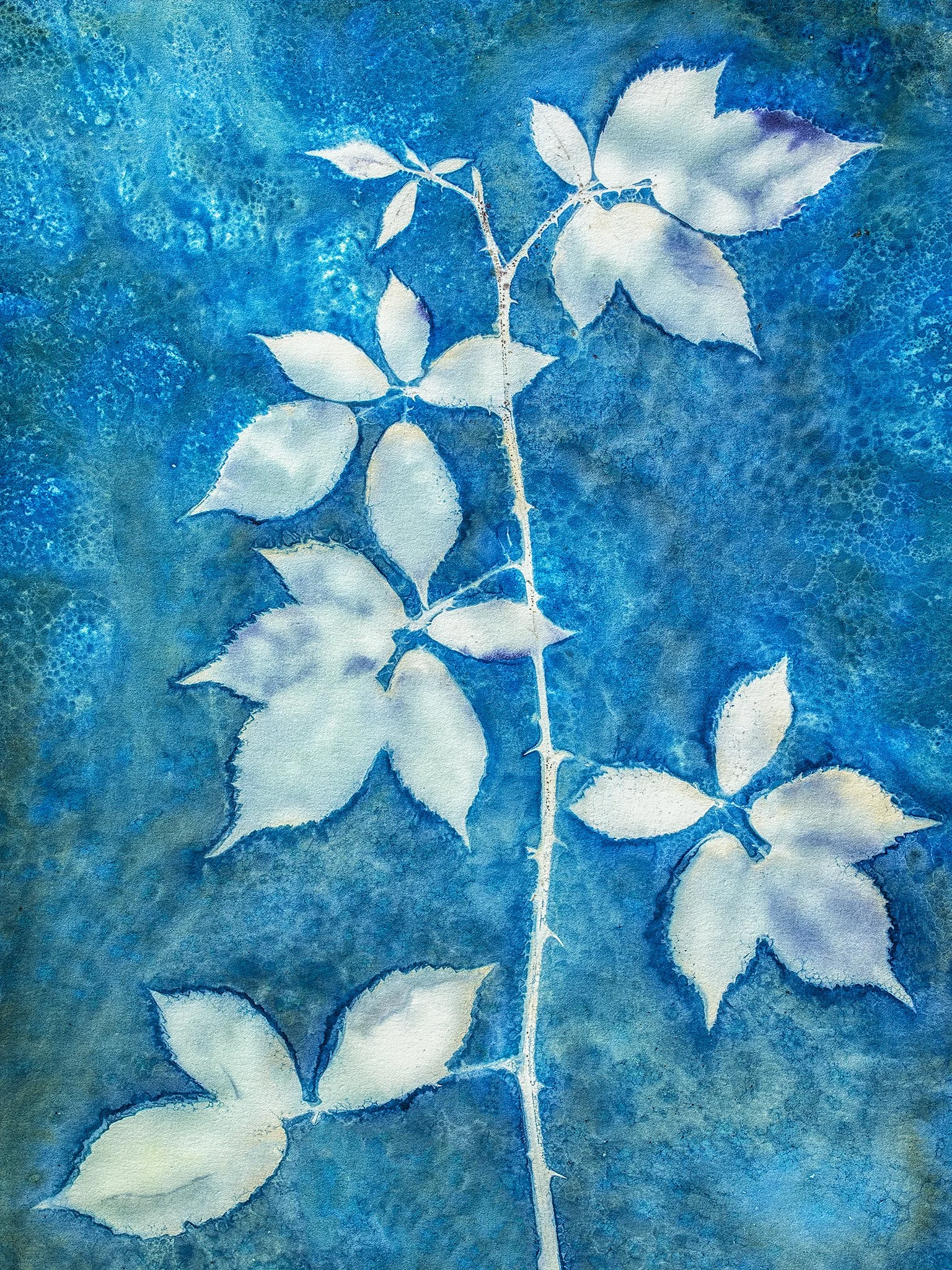 Blackberry Leaves