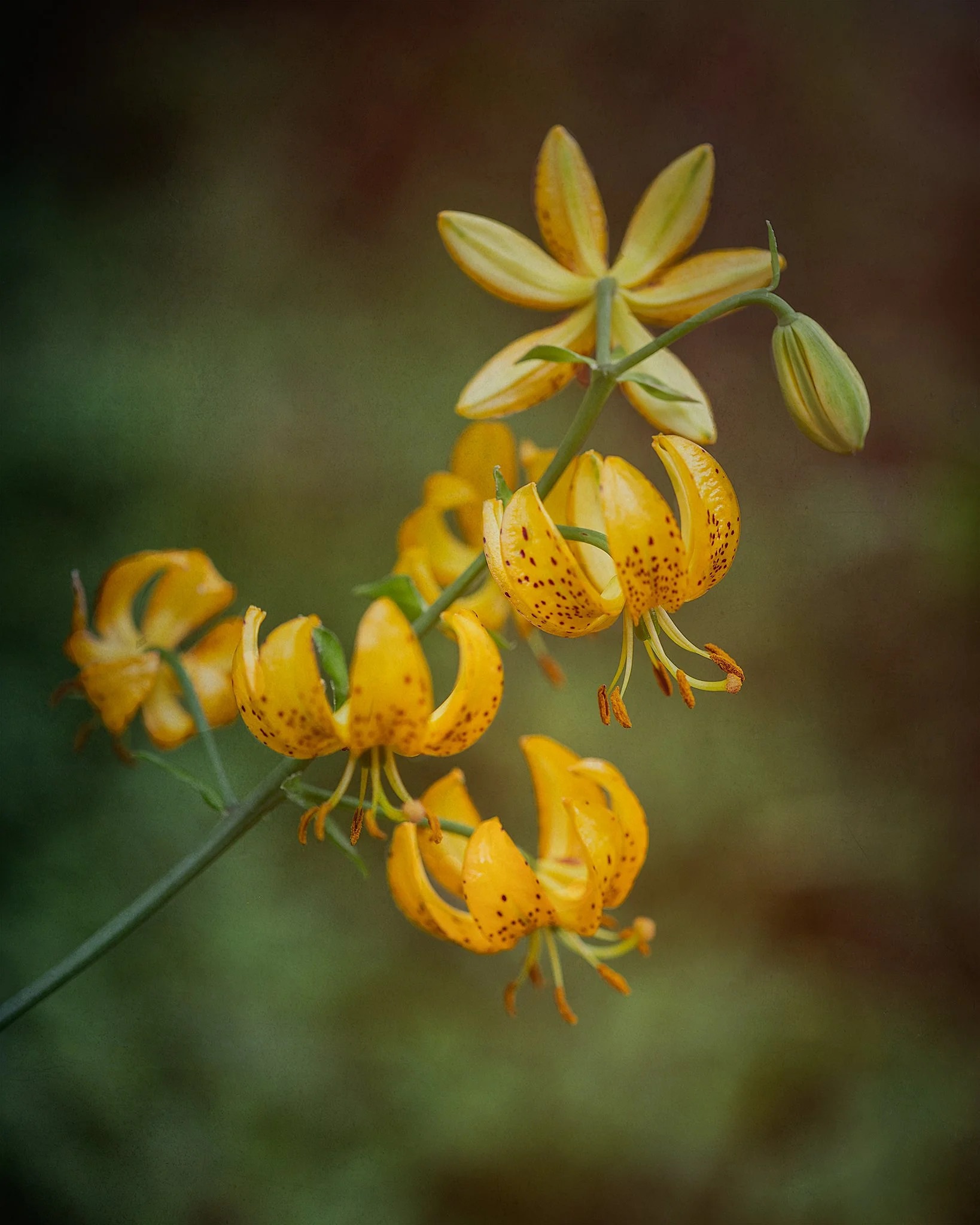 Tiger Lillies.jpg