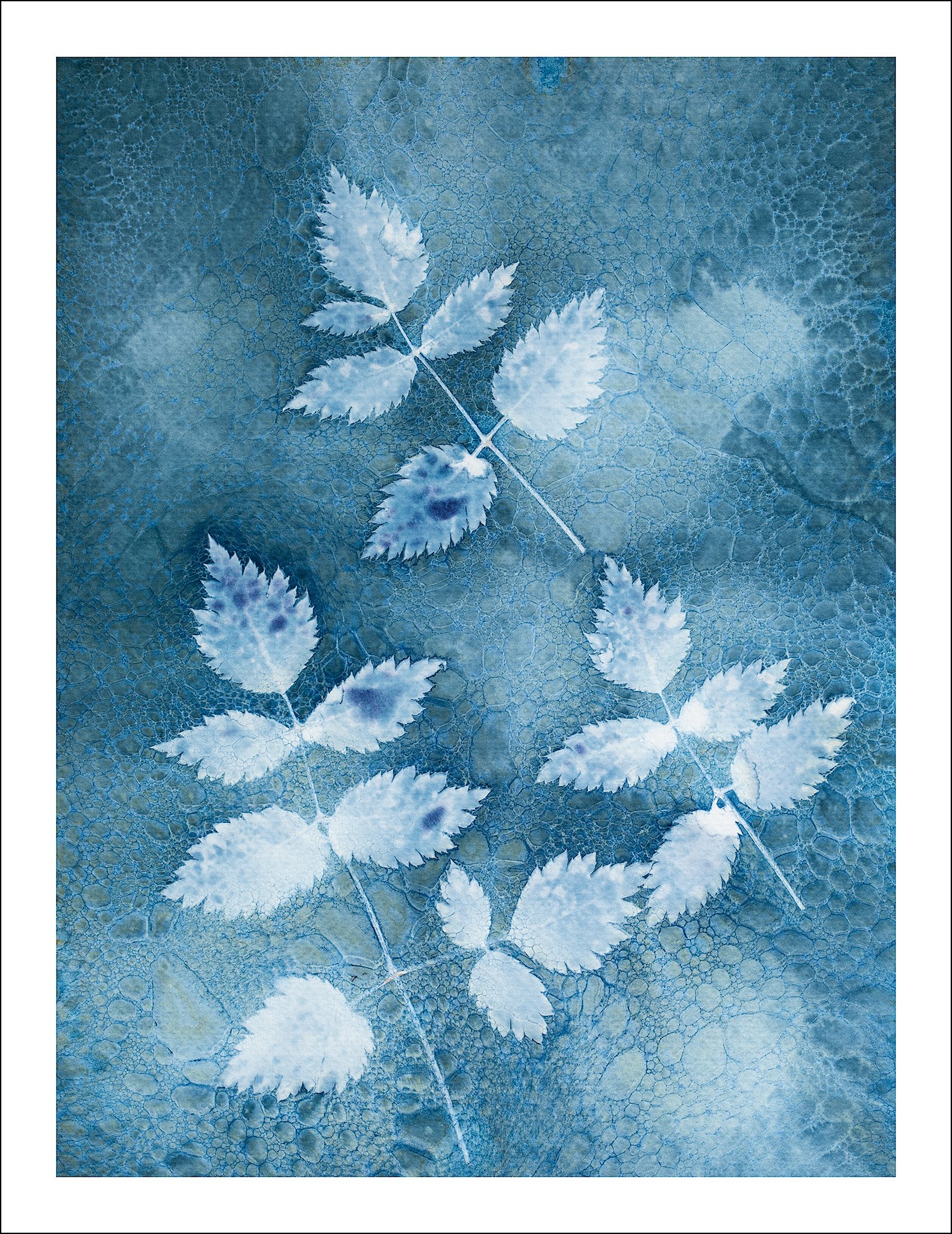Blackberry Leaves.jpg