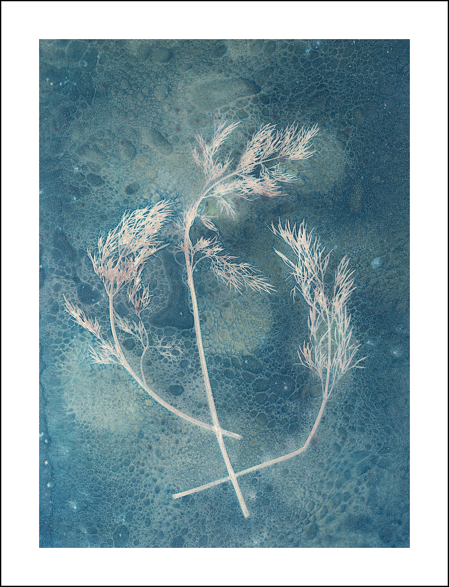 Dill Weed Cyanotype.jpg
