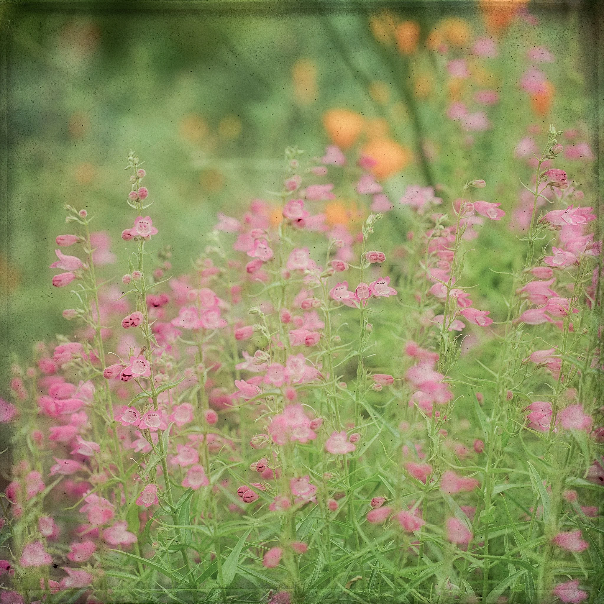 Pastel Pink and Poppies
