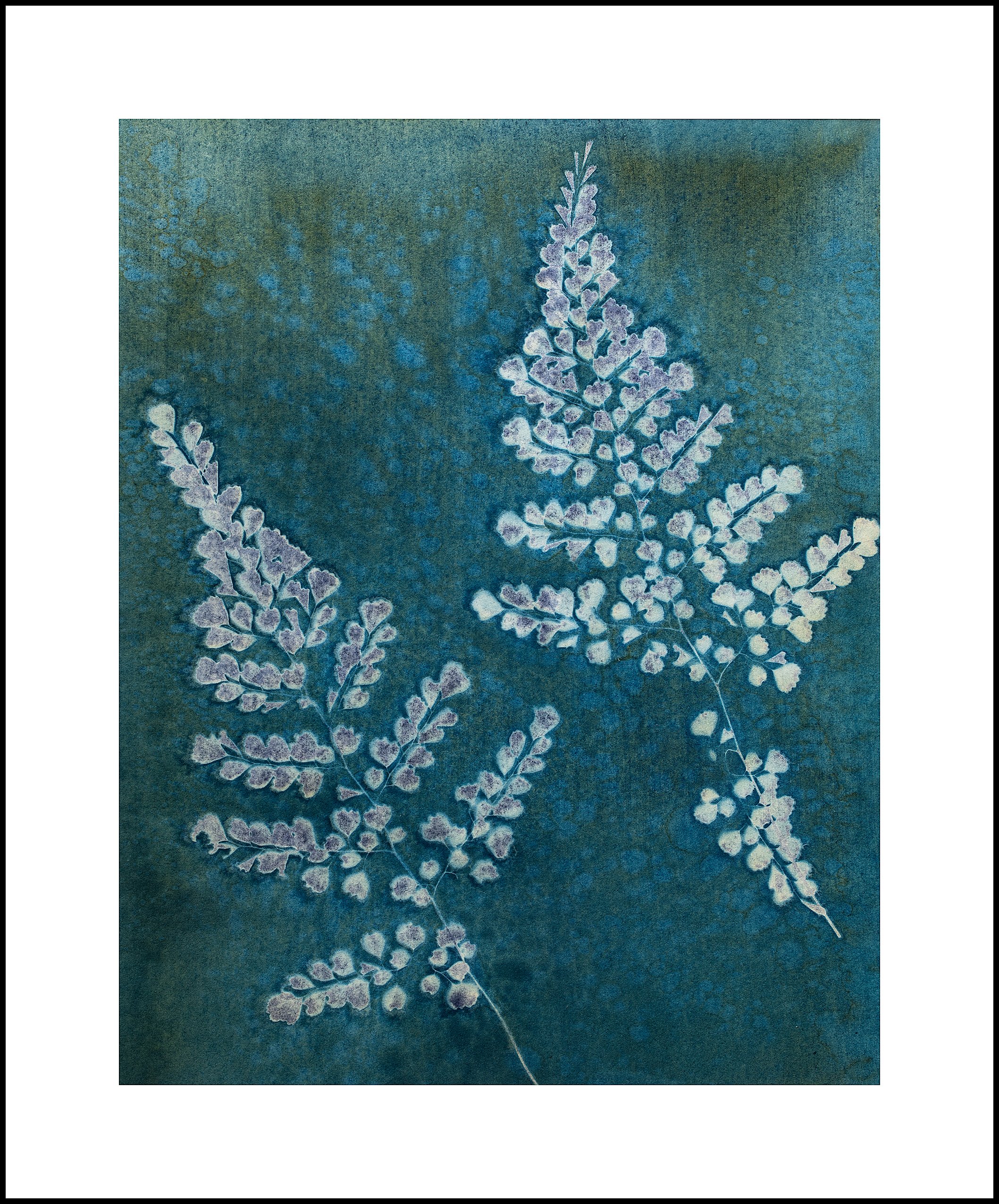 Maidenhair Fern April LE.jpg