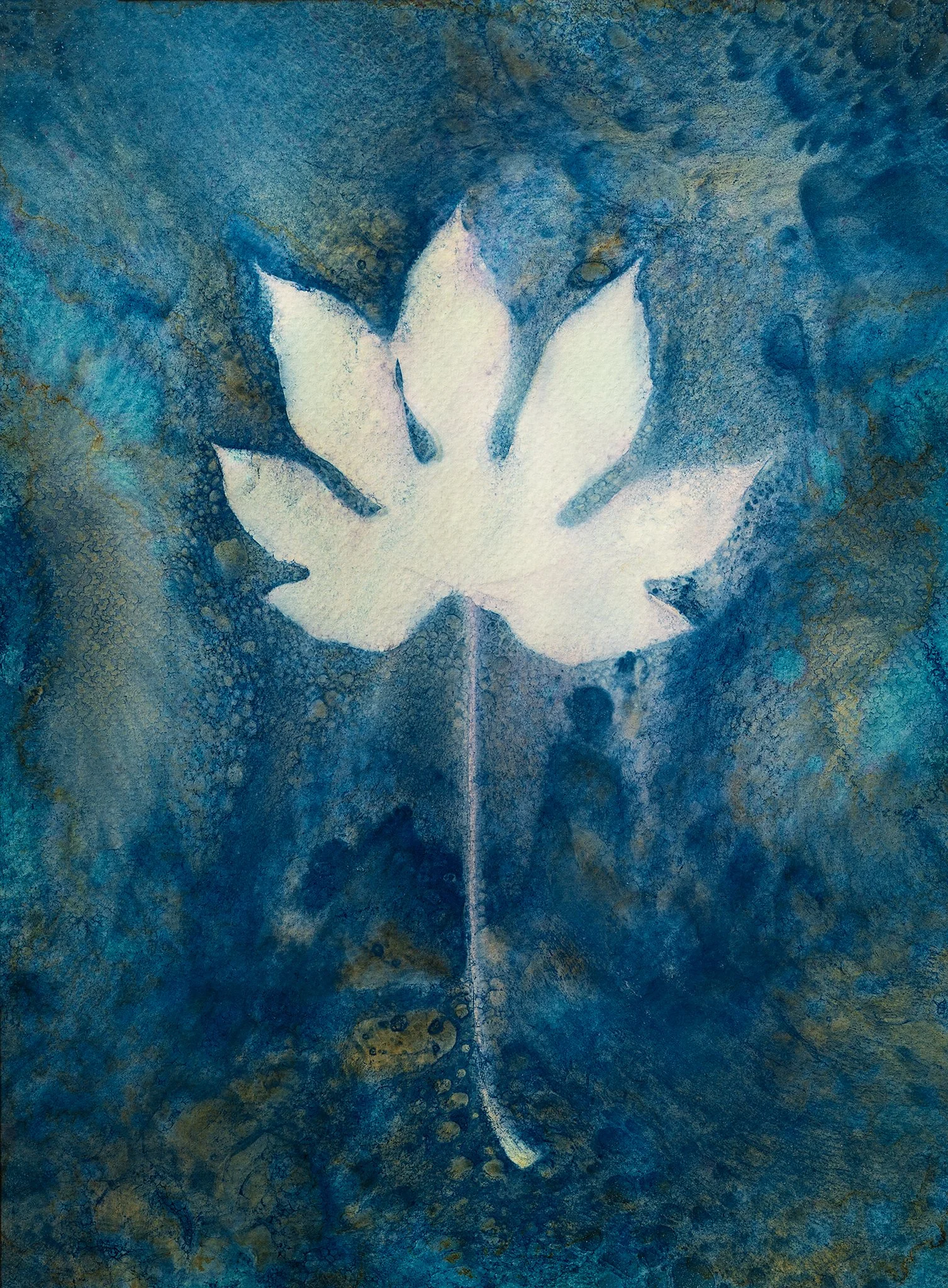 Japanese Aralia