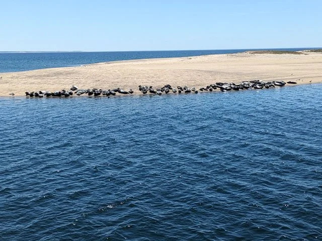 sealsSmall.jpg