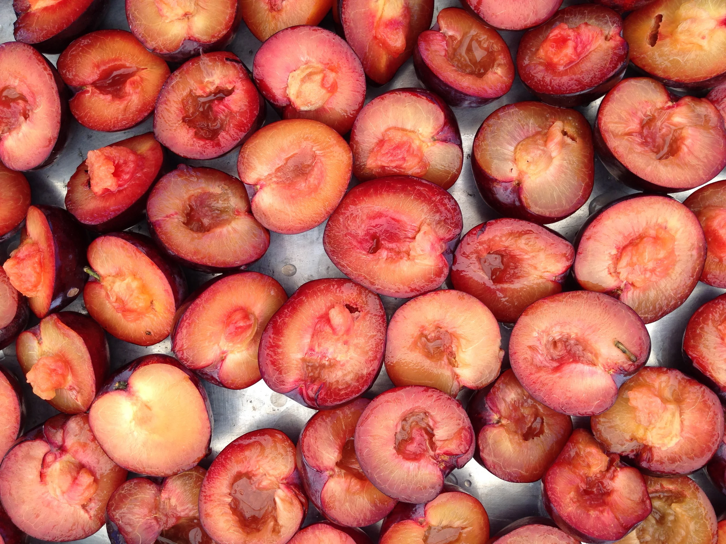Santa Rosa Plums 