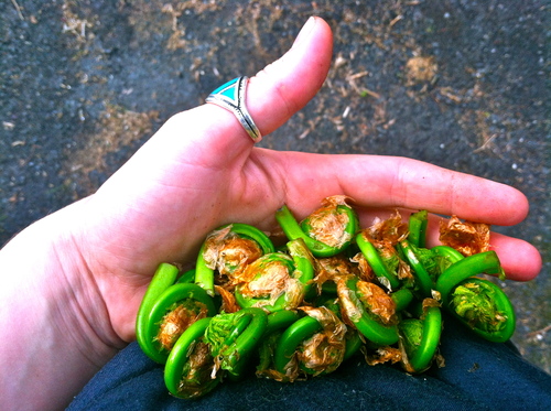 fiddlehead.jpeg