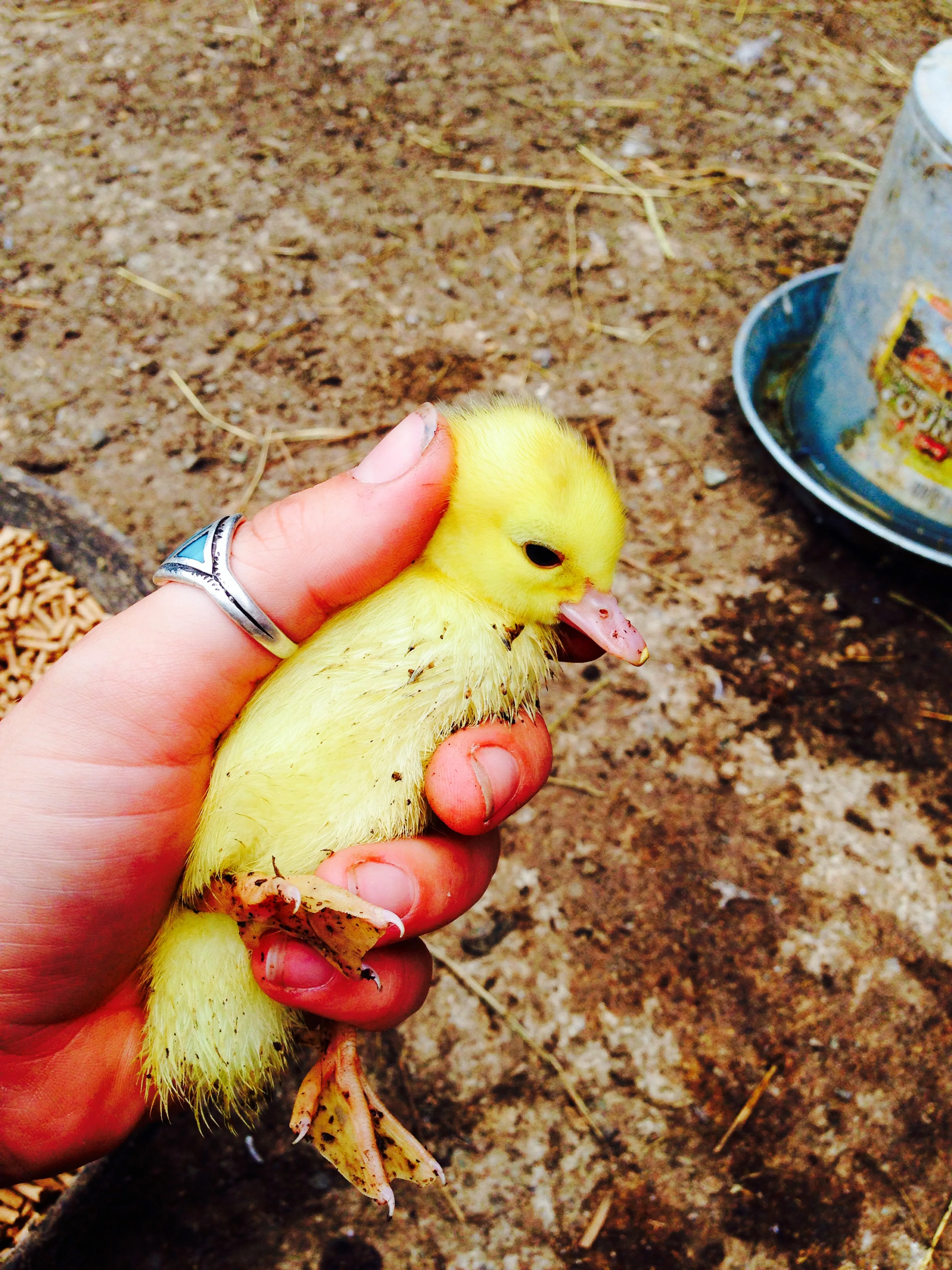 Born Yesterday at Lila's Farm -Great Barrington, Massachusetts 