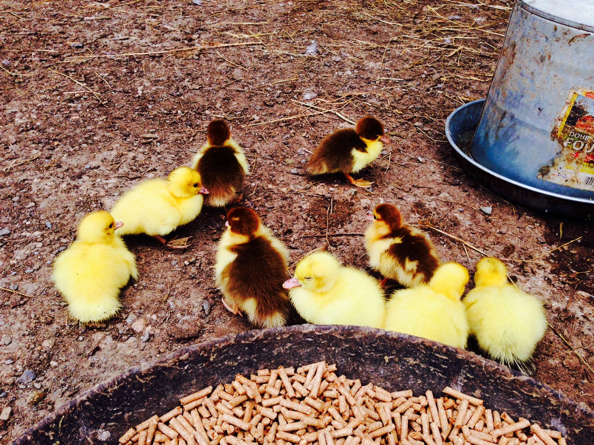 Day old ducklings at Lila's Farm -Great Barrington Massachusetts 