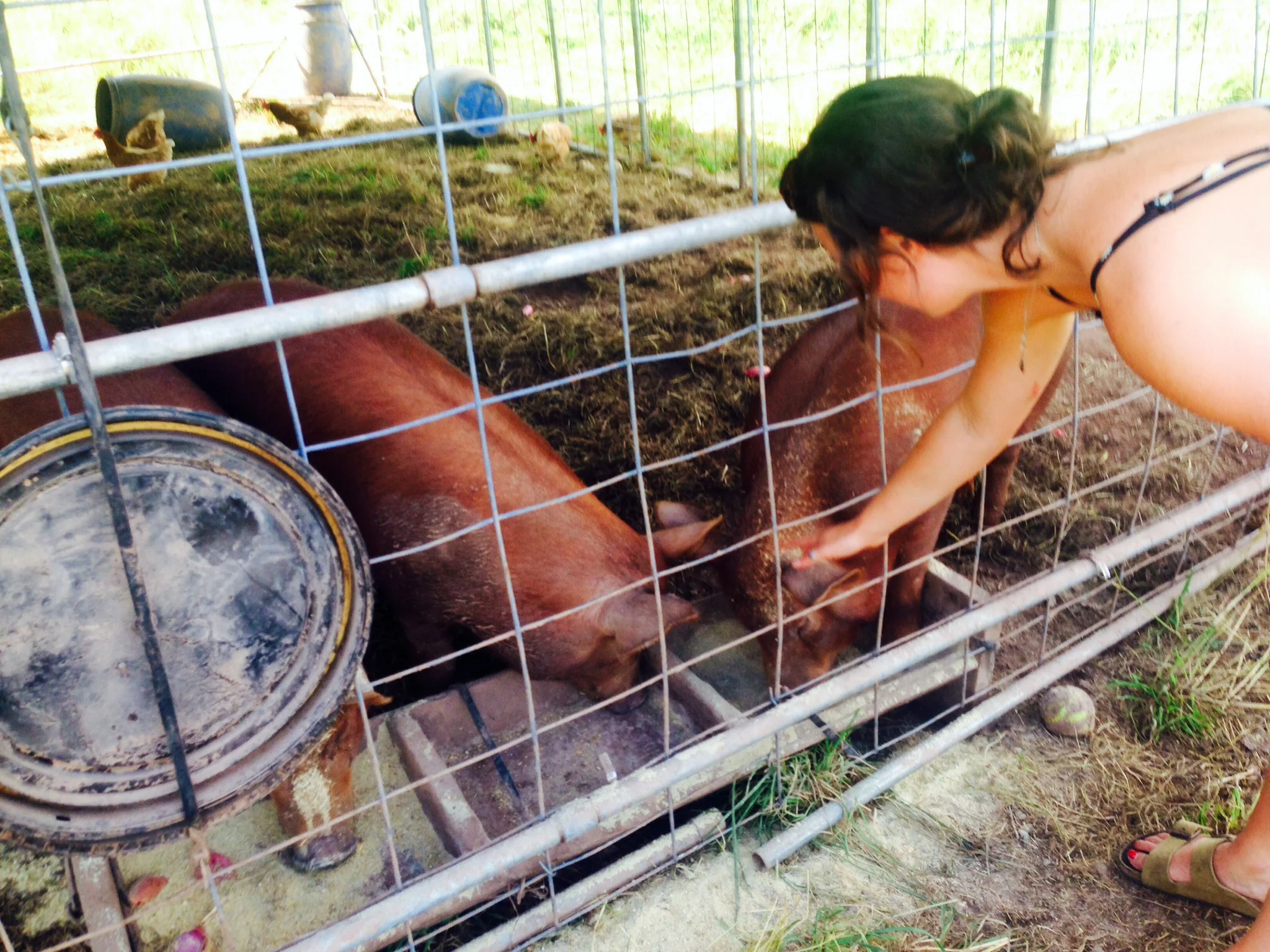 Marta and her Pigs at Great Road Farm - Skillman New Jersey