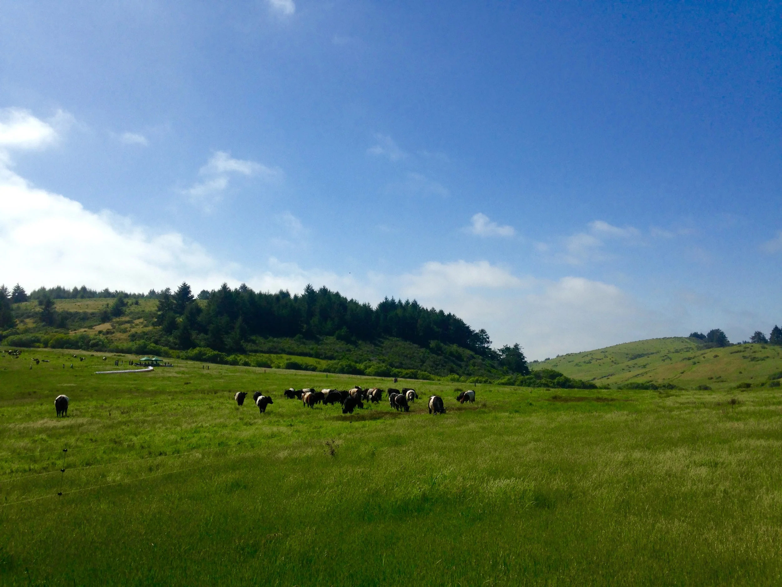Belted Galloways at Markegard Family Grass Fed in Pescadero, California