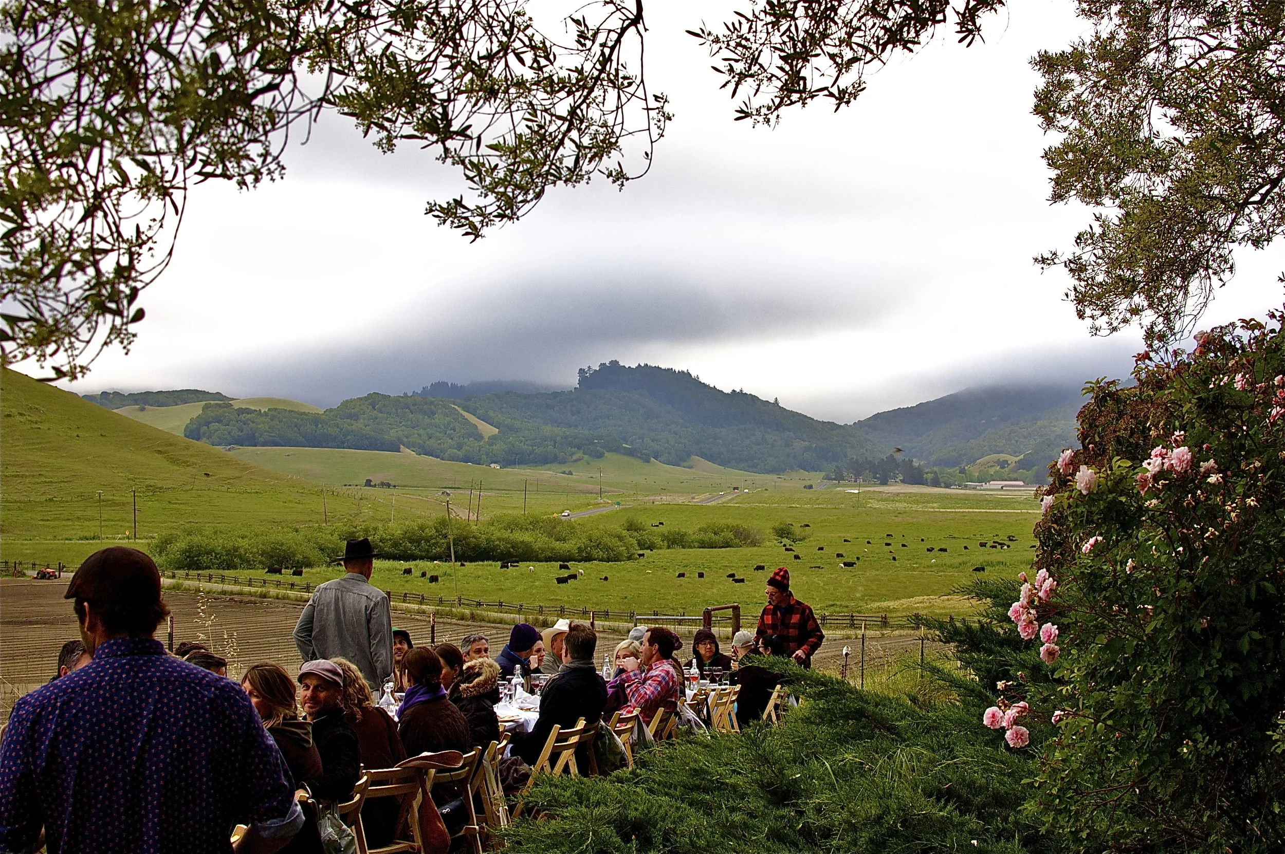 Dinner in Petaluma at Dolcini Ranch