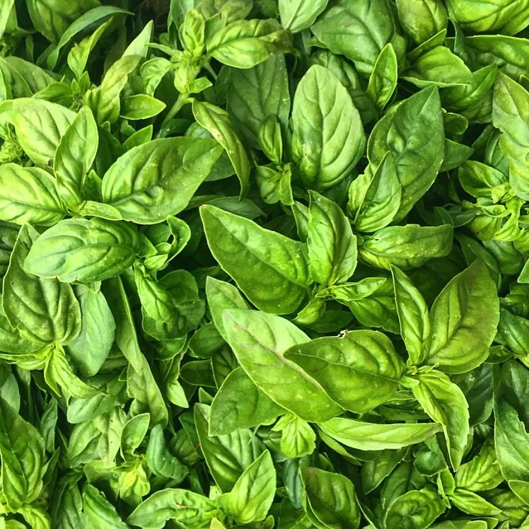 Genovese Basil from Everett Family Farm