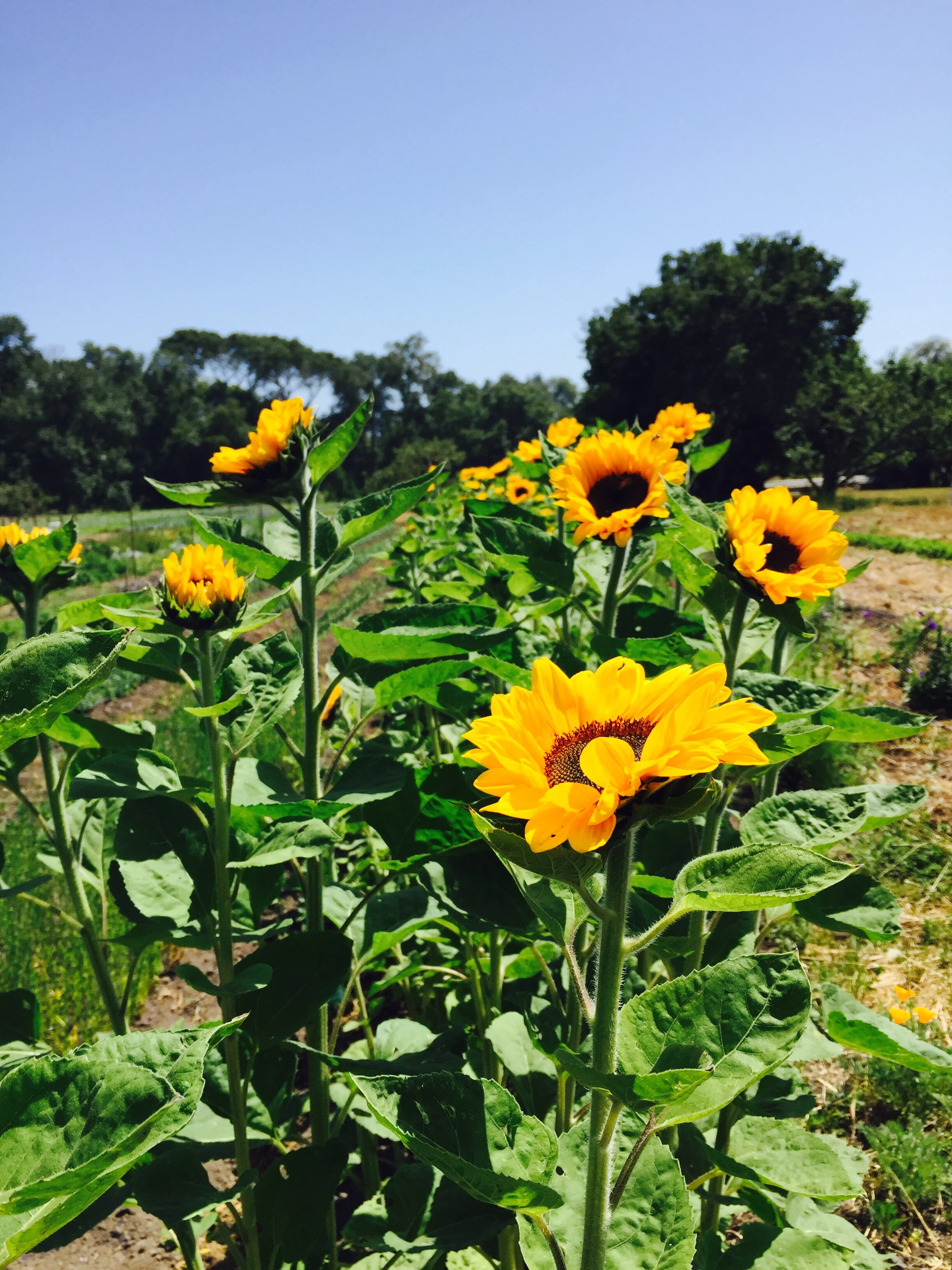 Reaching for the Sun at Everett Family Farm in Soquel, California 
