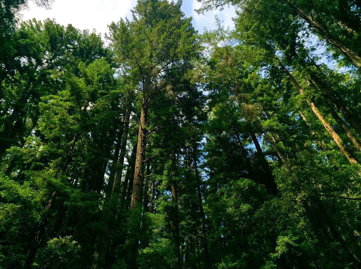 Big Trees. Henry Cowell State Park, Felton, CA