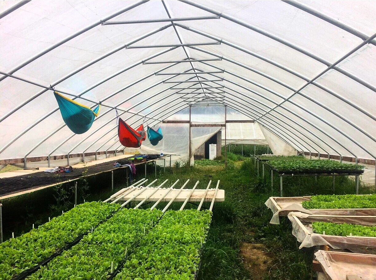 Caterpillars Hammocking at Local Roots Farm in Duvall, Washington 