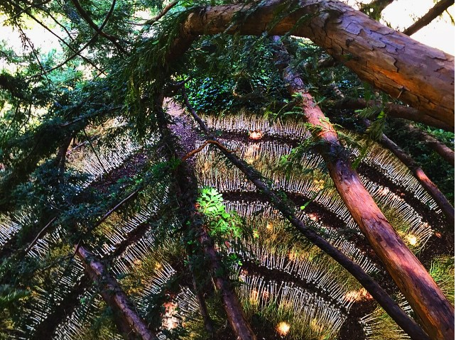 Cosmic Garlic at Camp Joy Garden. Boulder Creek CA