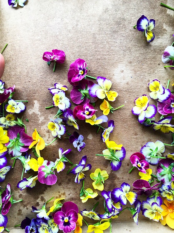Harvesting Violas at North Arm Farm
