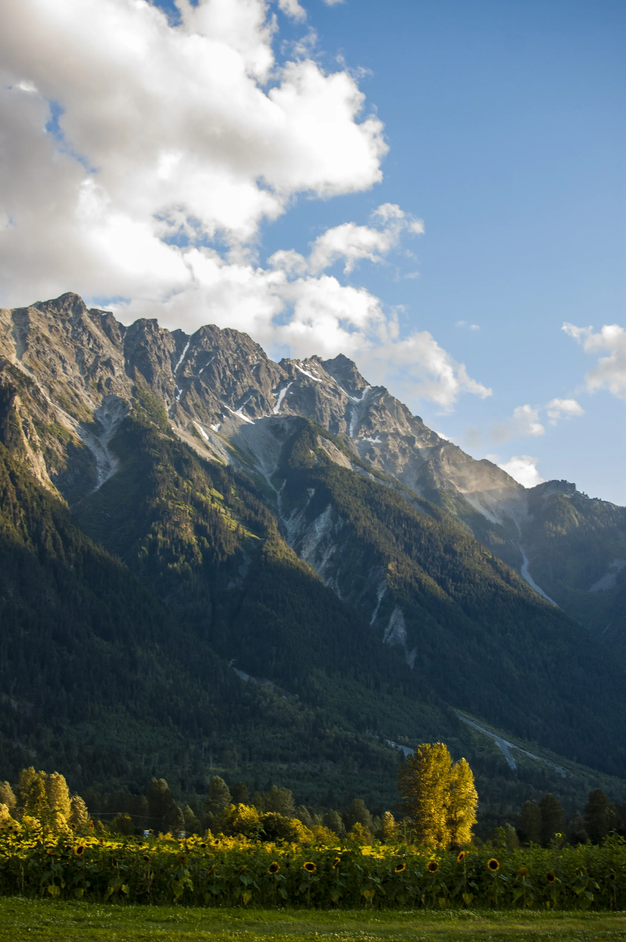 Fields & Mount Currie at North Arm Farm in Pemberton, British Columbia 