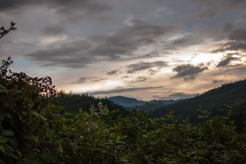 Blackberry Fields in Talent, Oregon 
