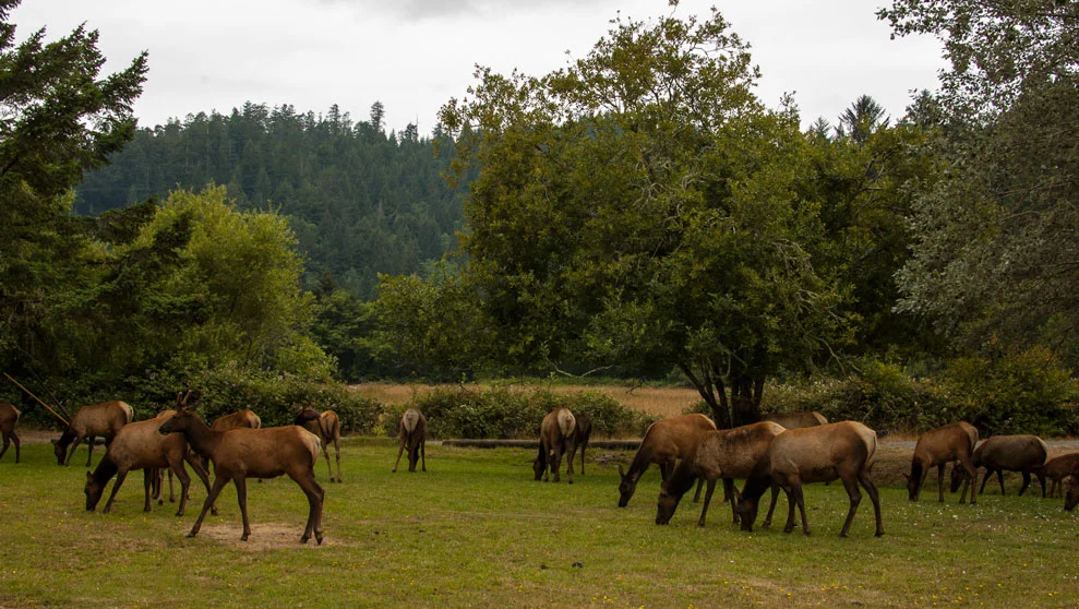 Elk Sightings in Oregon 