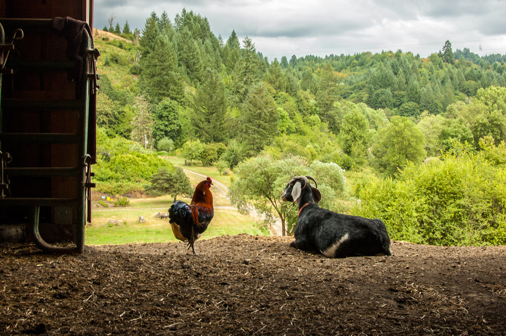 Goateo + Rooster at Big Table Farm in Gaston Oregon