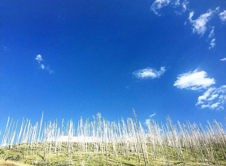 Yellowstone National Park//Wyoming