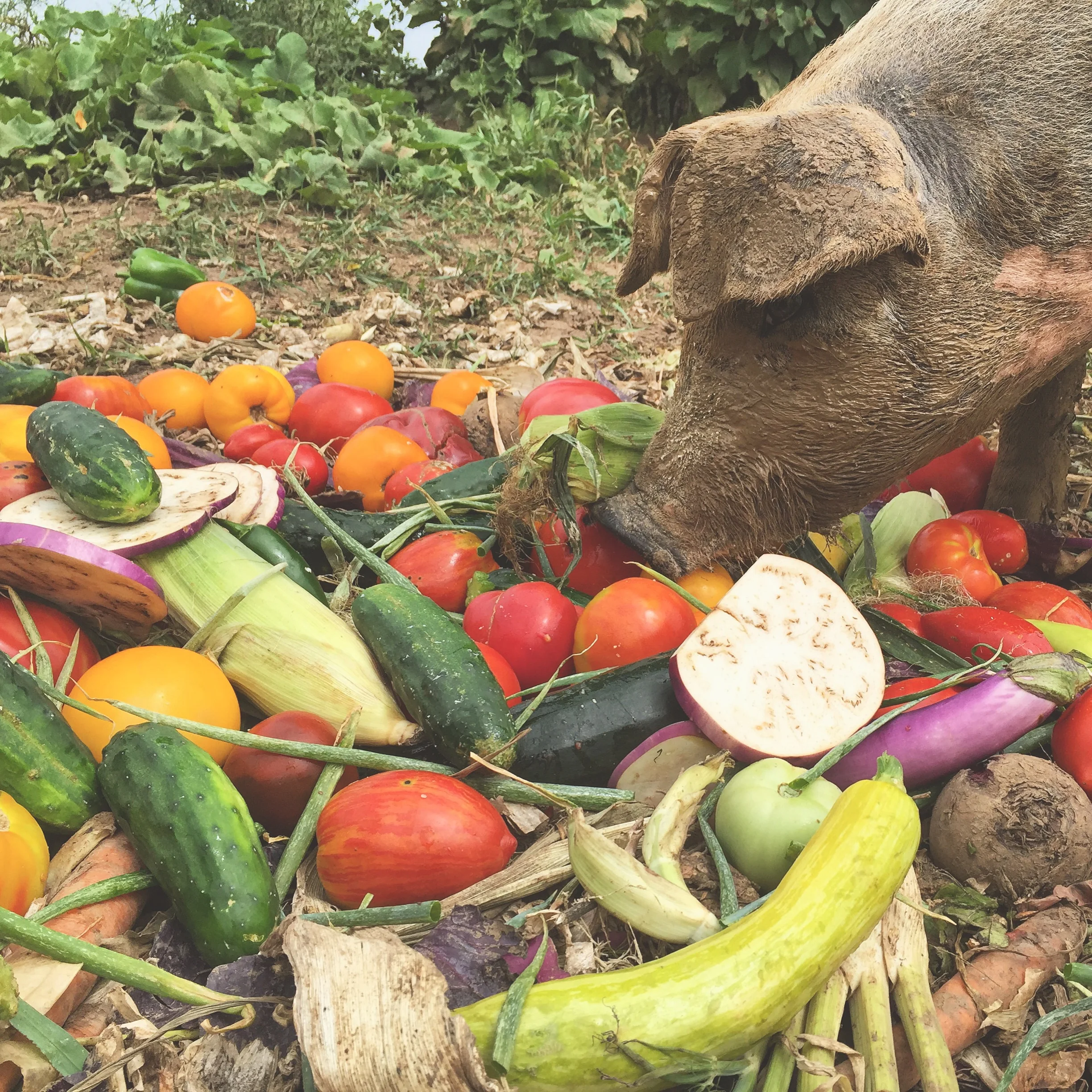 A Kingly Pig at Blue Moon Community Farm // Madison, Wisconsin