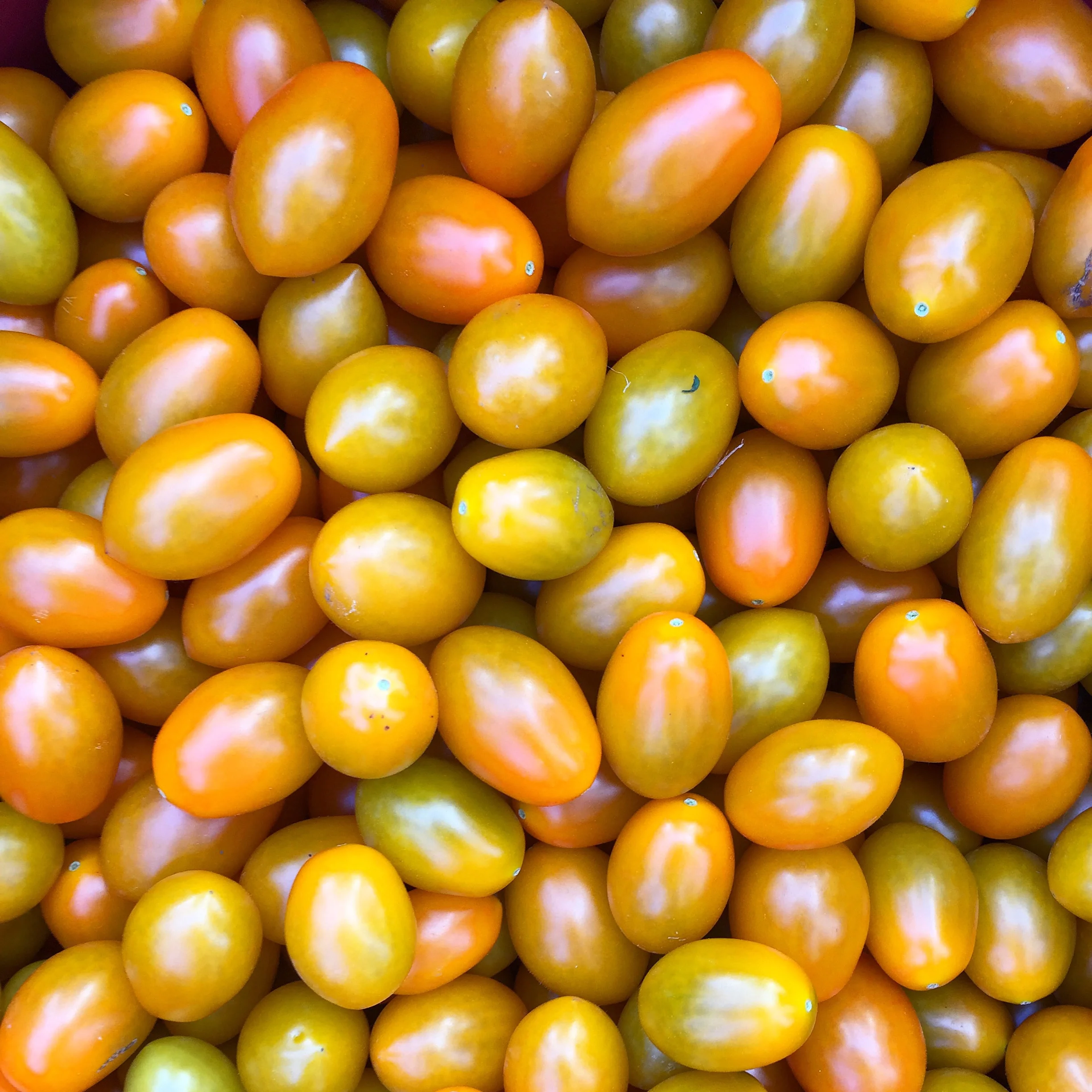 Pure Sun Gold at Wishing Stone Farm in Rhode Island 