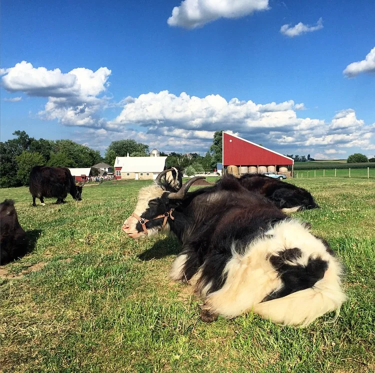Yak at Clear Spring Farm // Minnesota 