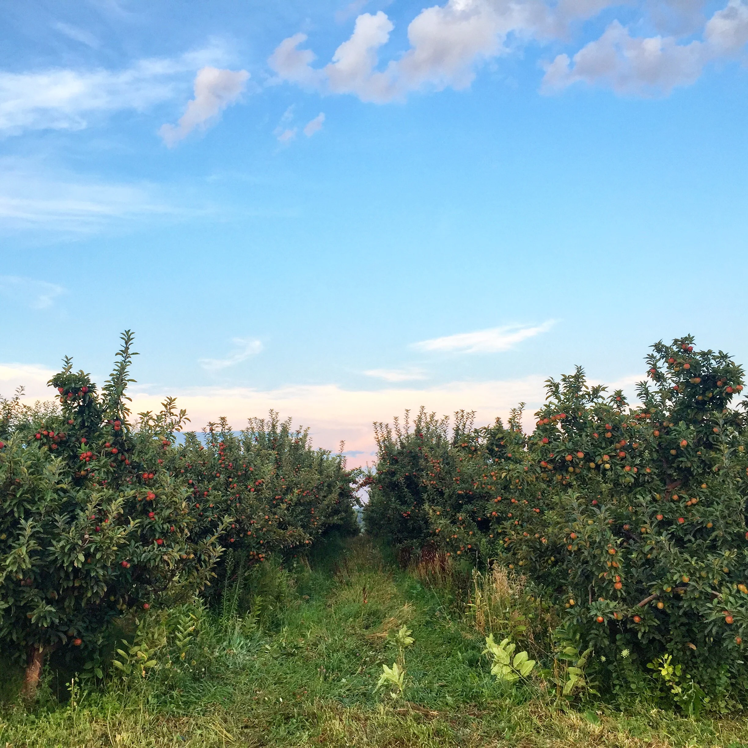 Apple Orchards at Seedling Farm // South Haven, Michigan