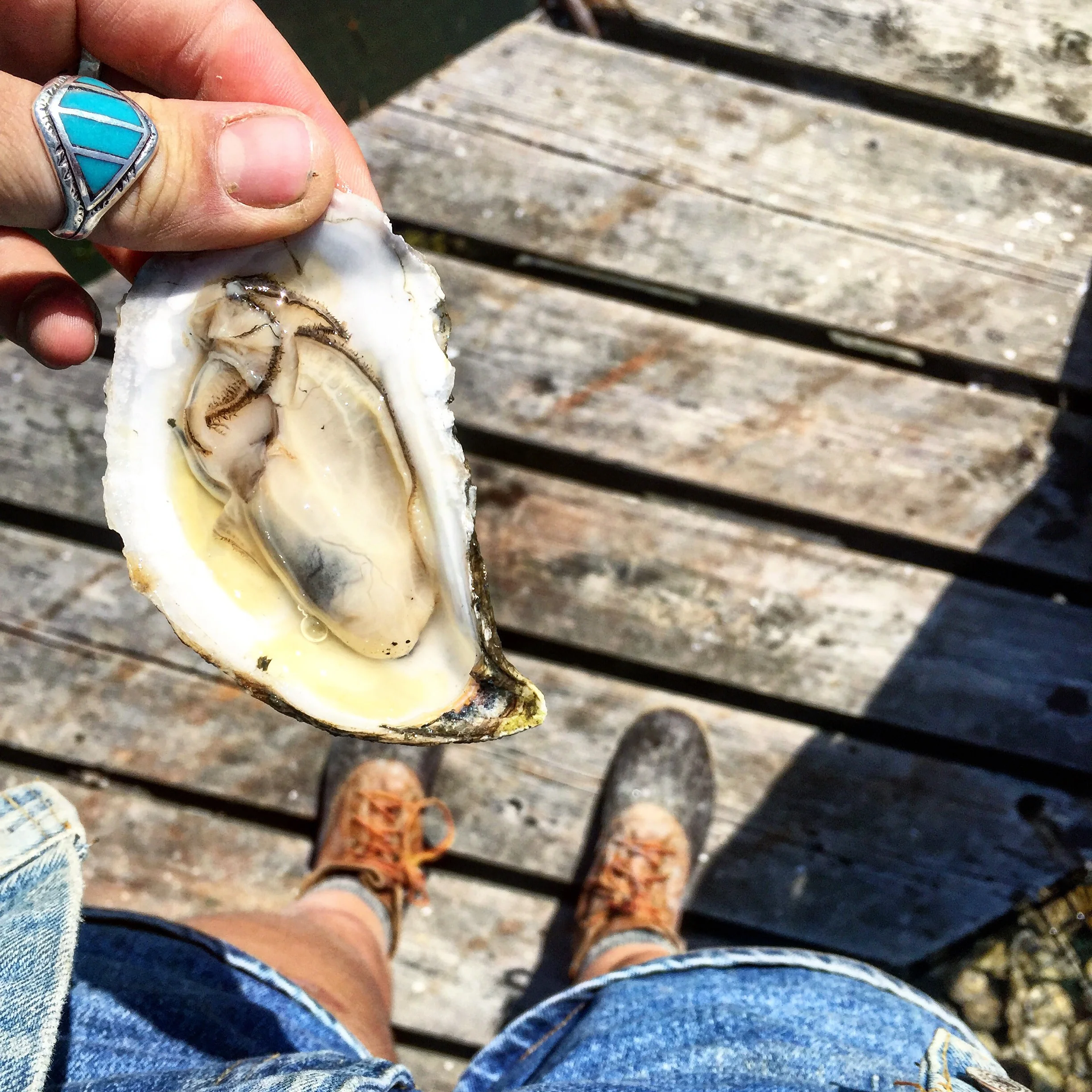 Pemaquid Oysters in Damariscotta, Maine 