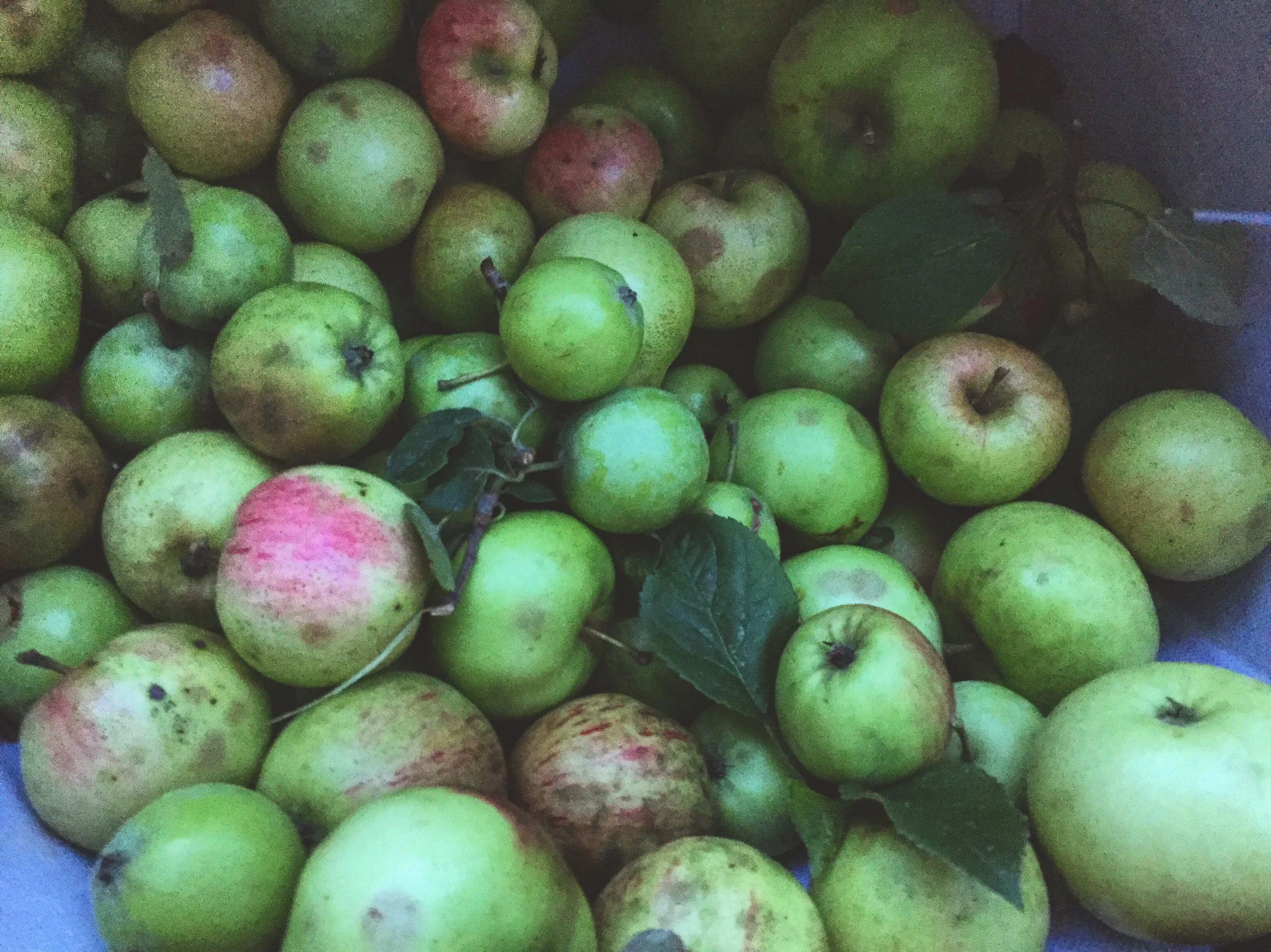 Maine foraged Apples 