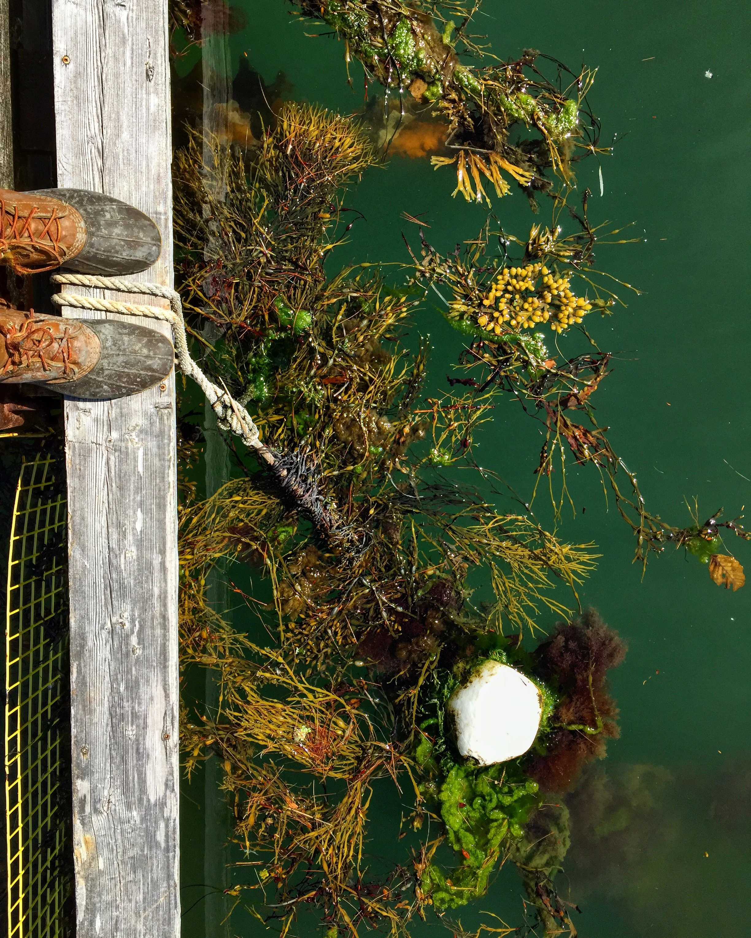 Other Worlds at Pemaquid Oyster Company in Damariscotta, Maine 