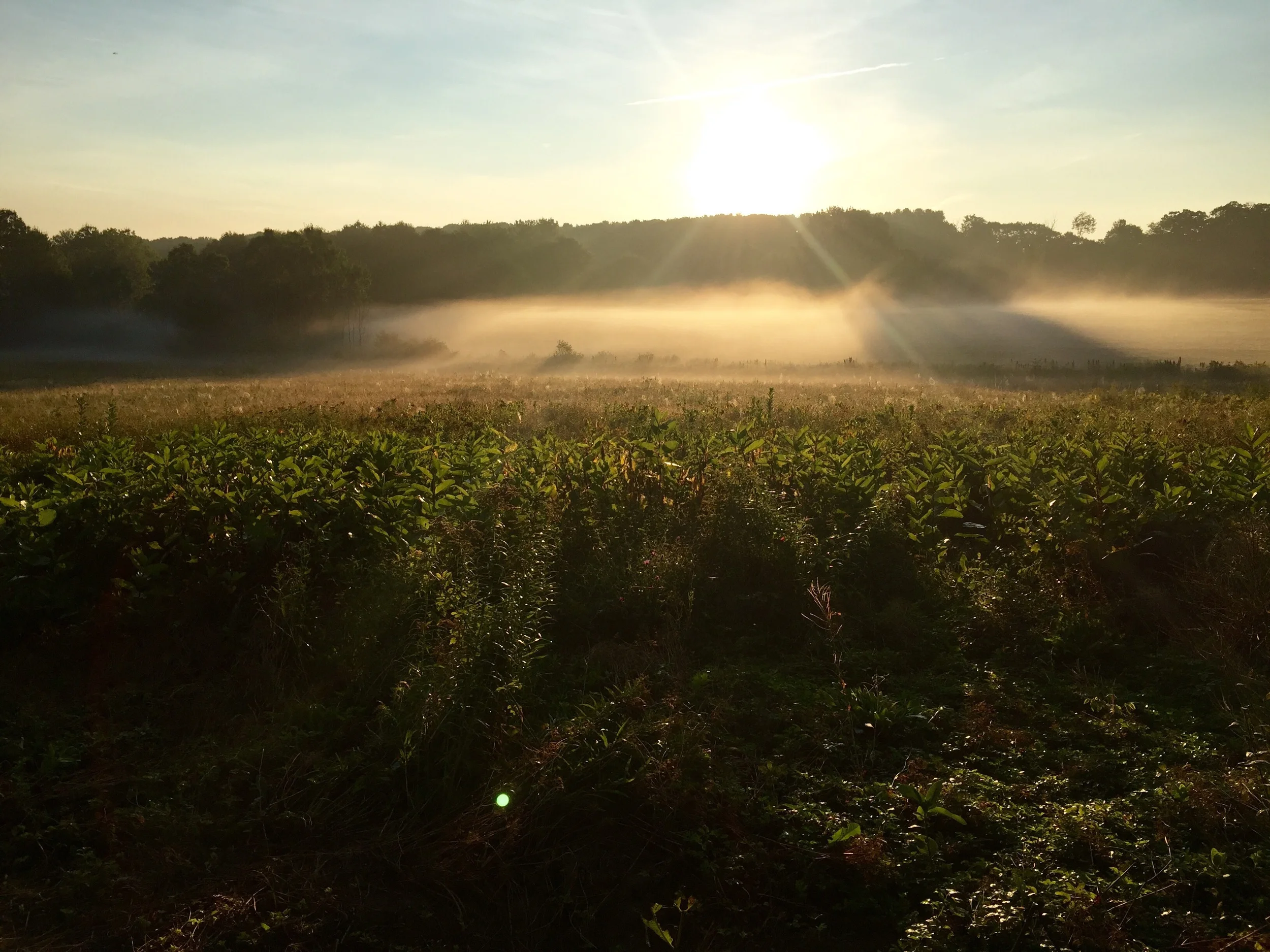 Morning Light in Alna, Maine