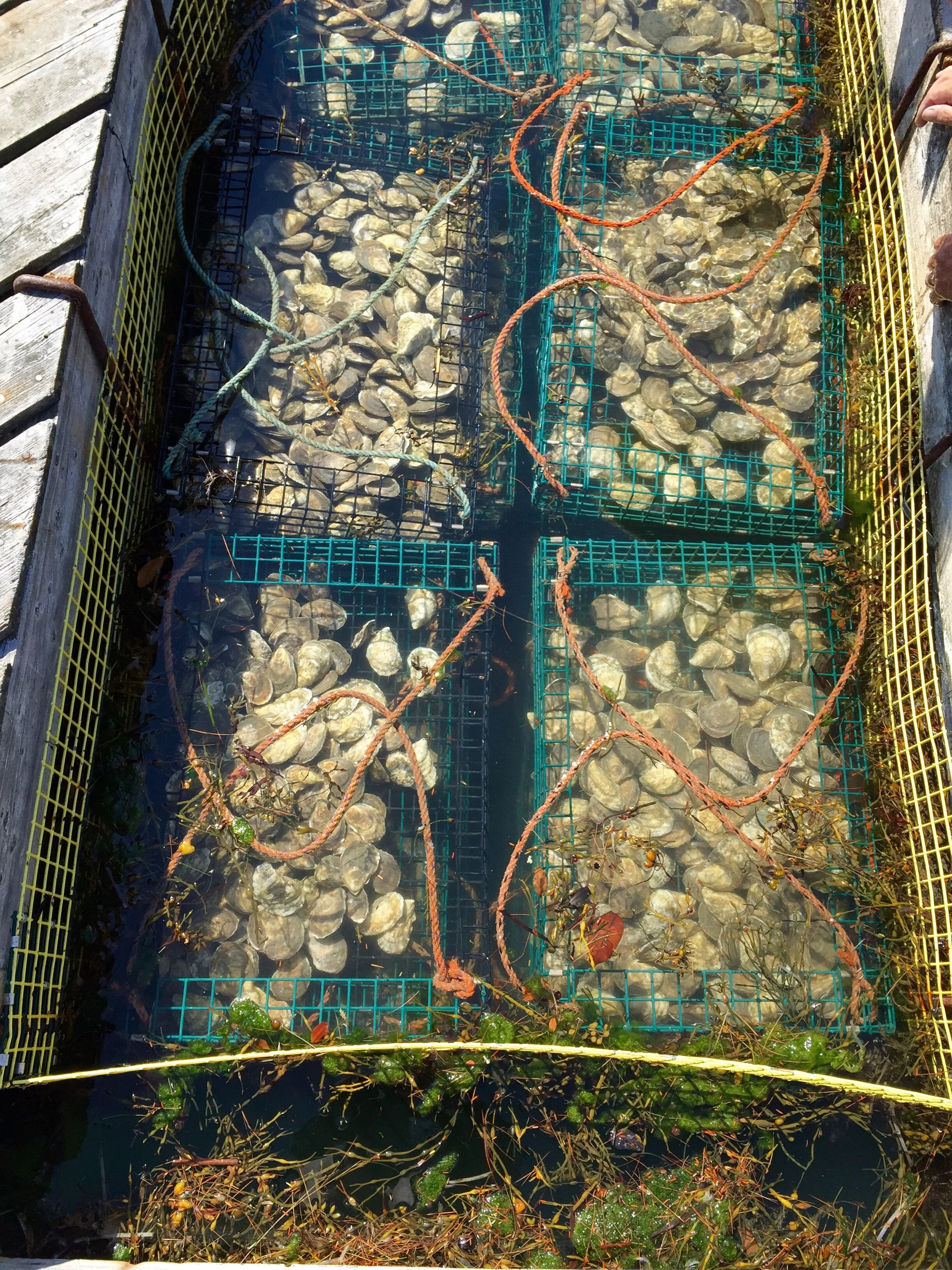 Oyster Beds at Pemaquid Oyster Company in Damariscotta, Maine 