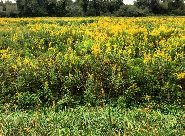 Golden Rod// Upper Black Eddy, PA